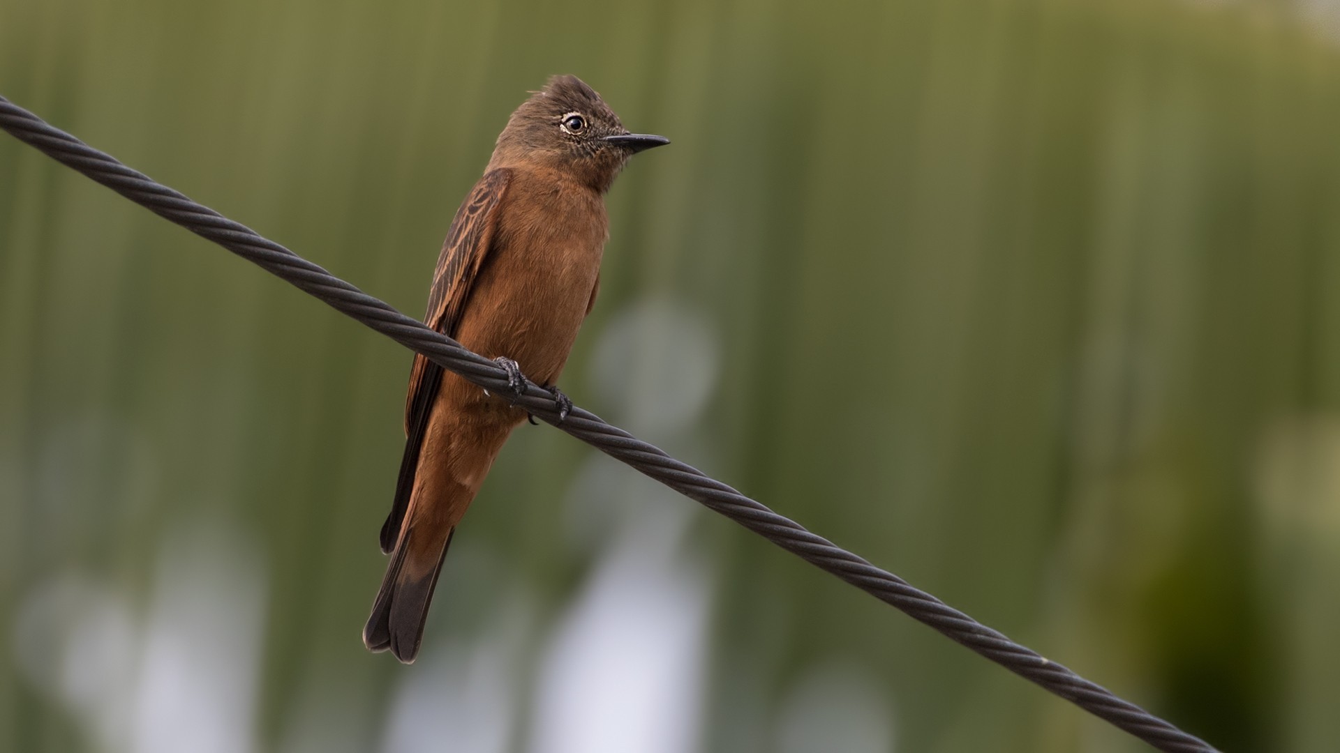 Cliff Flycatcher — Ana fotoğraf