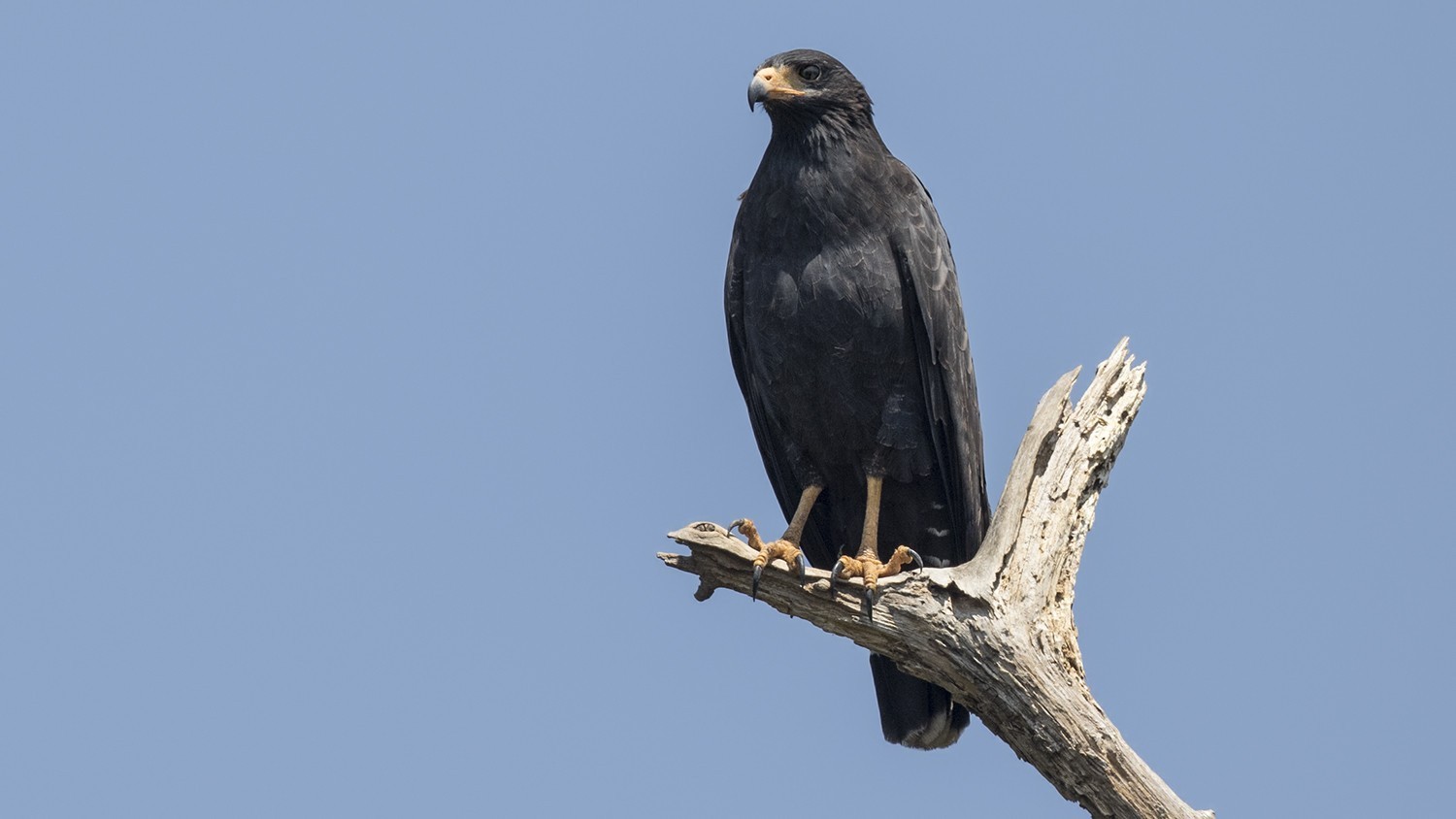 Common Black Hawk — Ana fotoğraf