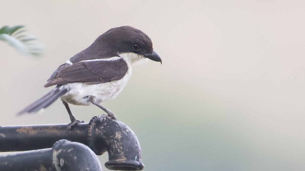 Common Fiscal — Ana fotoğraf