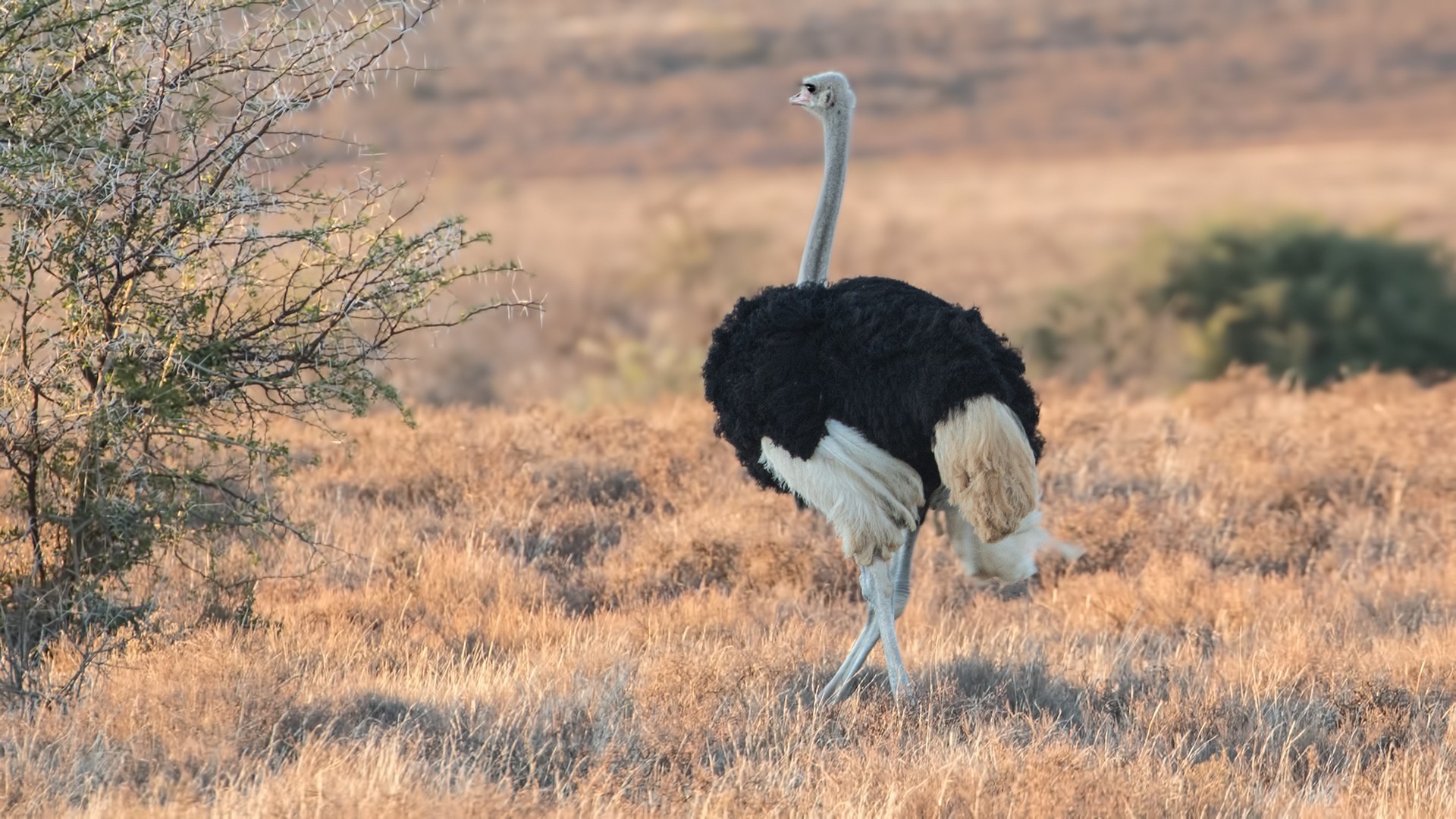 Common Ostrich
