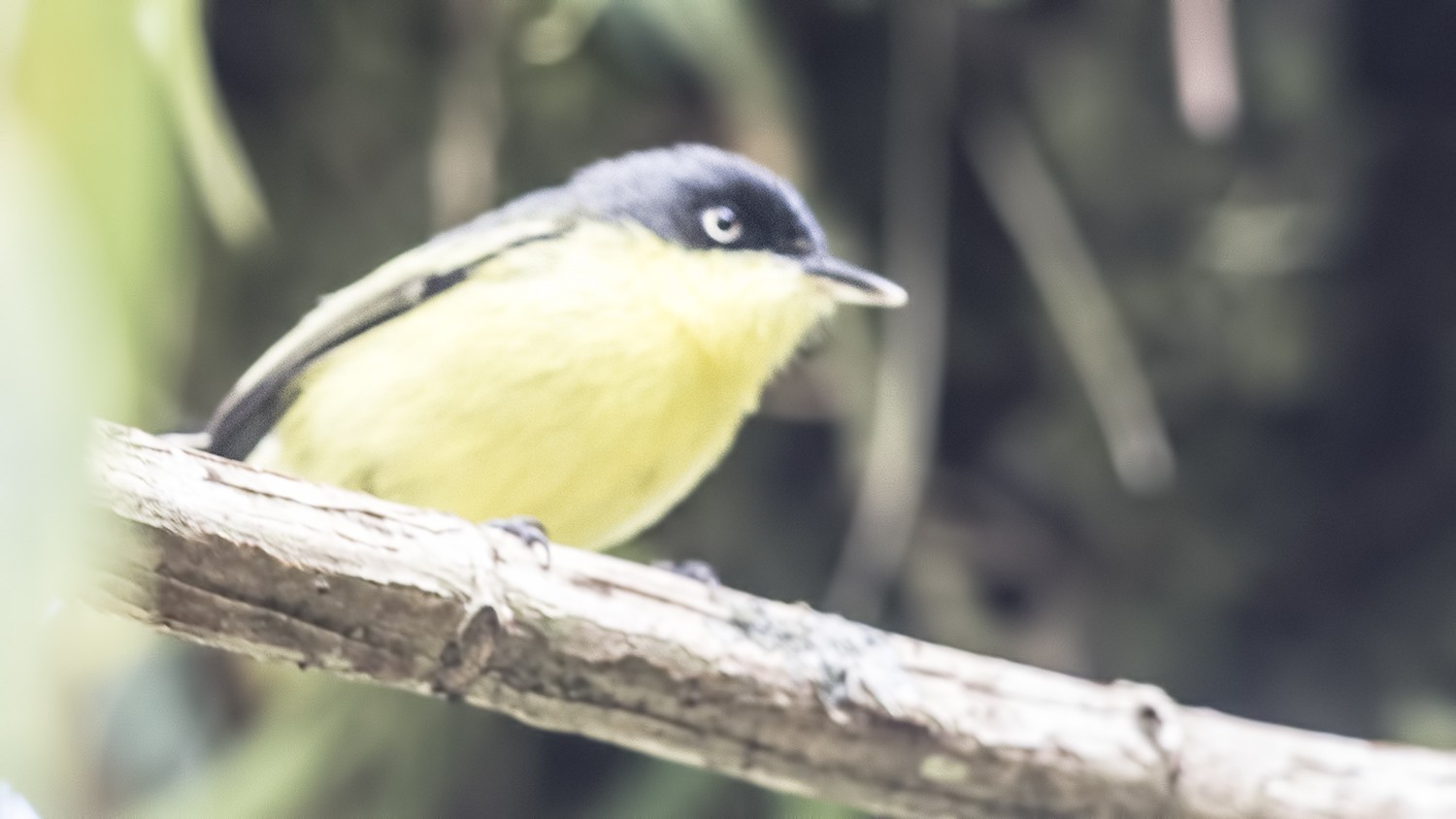 Common Tody-Flycatcher