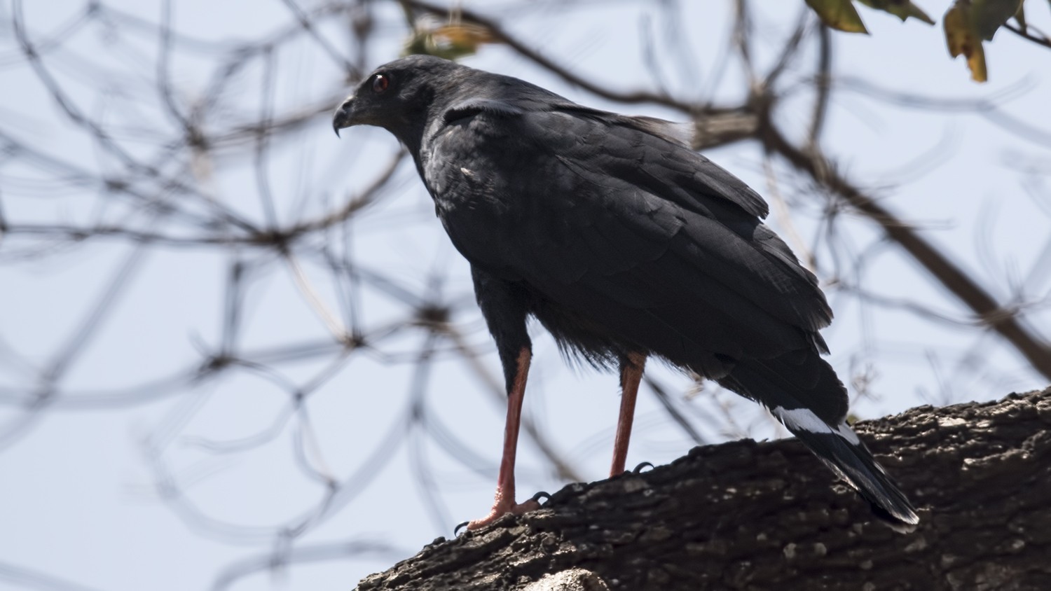 Crane Hawk — Ana fotoğraf