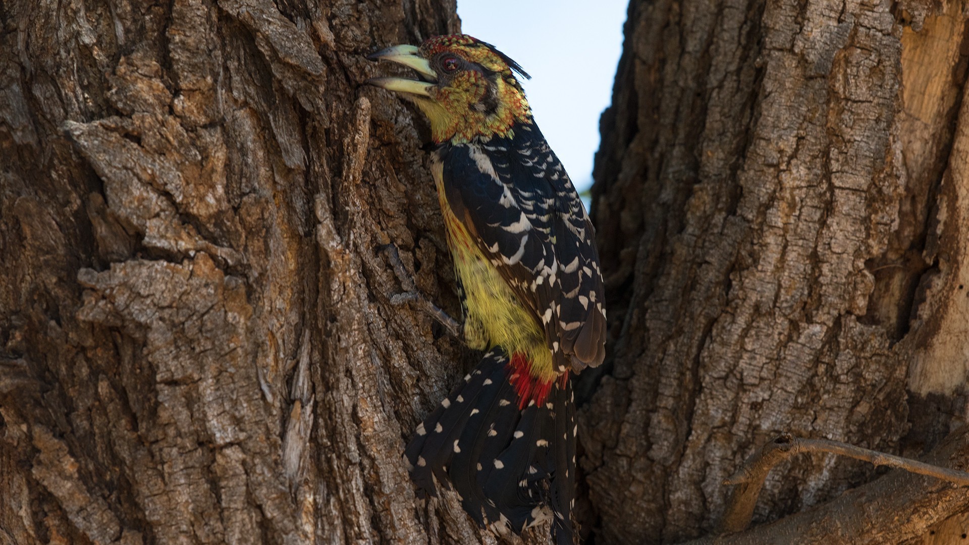 Crested Barbet