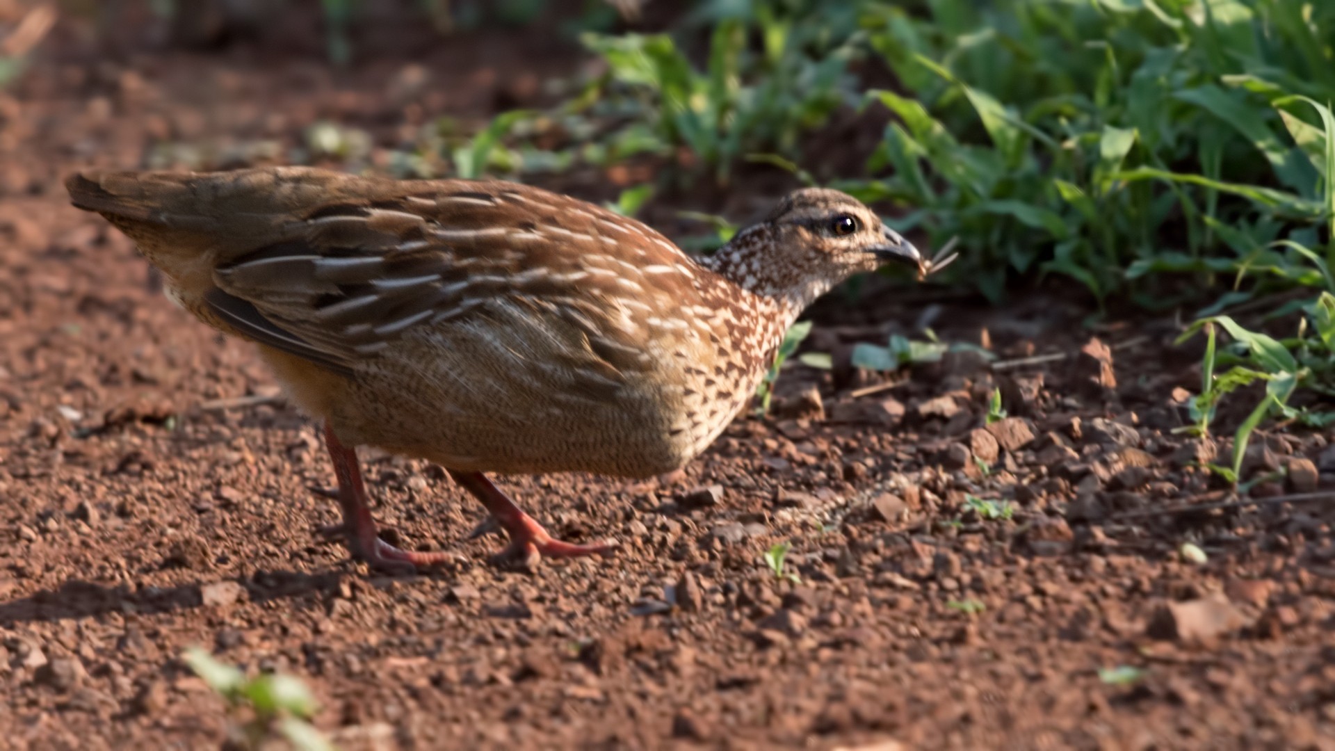 Crested Francolin — Ana fotoğraf