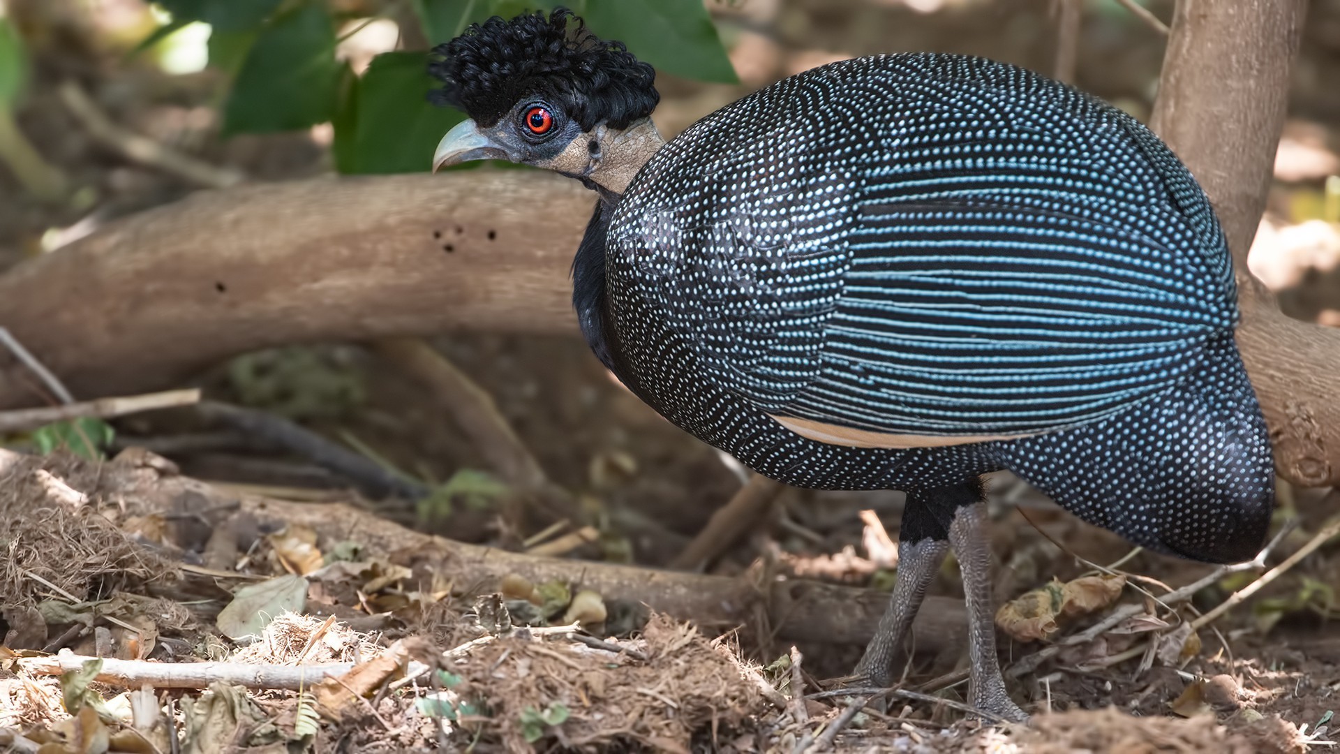Southern Crested Guineafowl