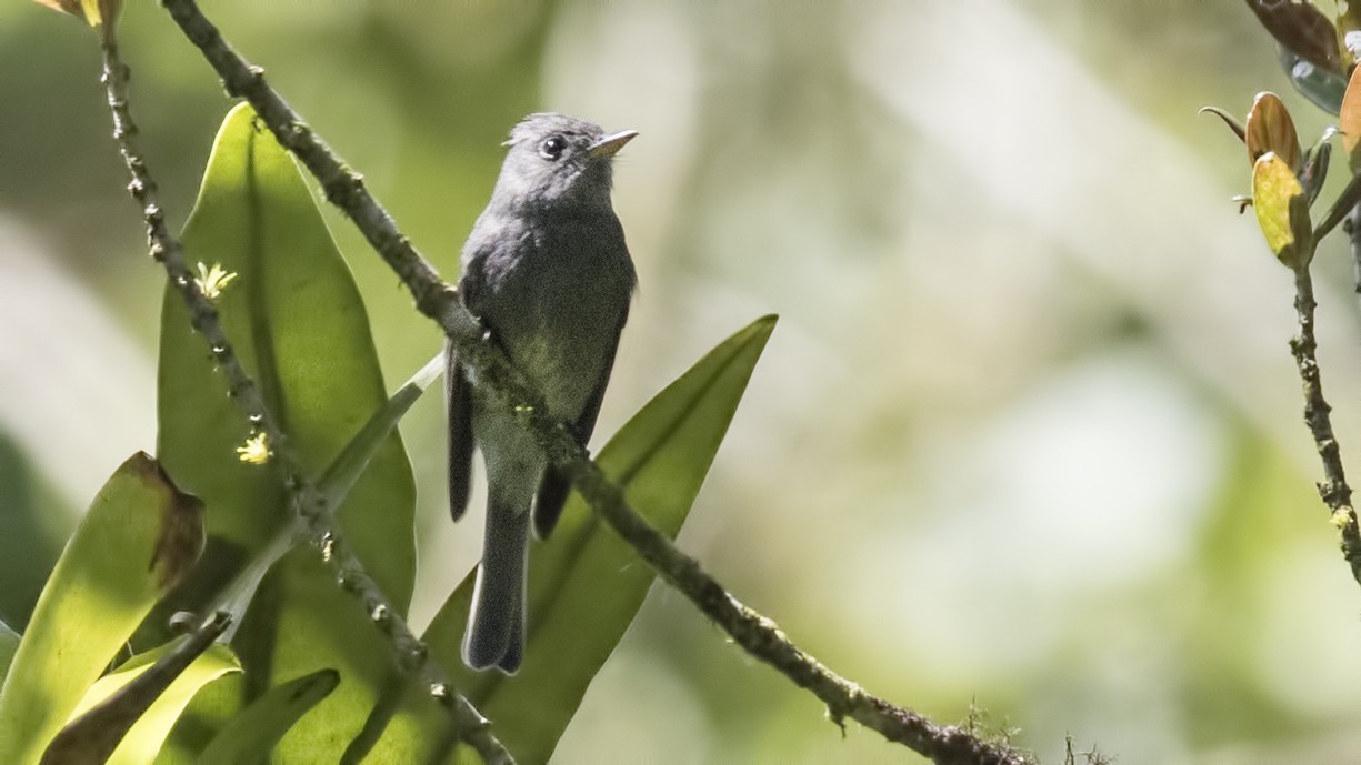 Dark Pewee