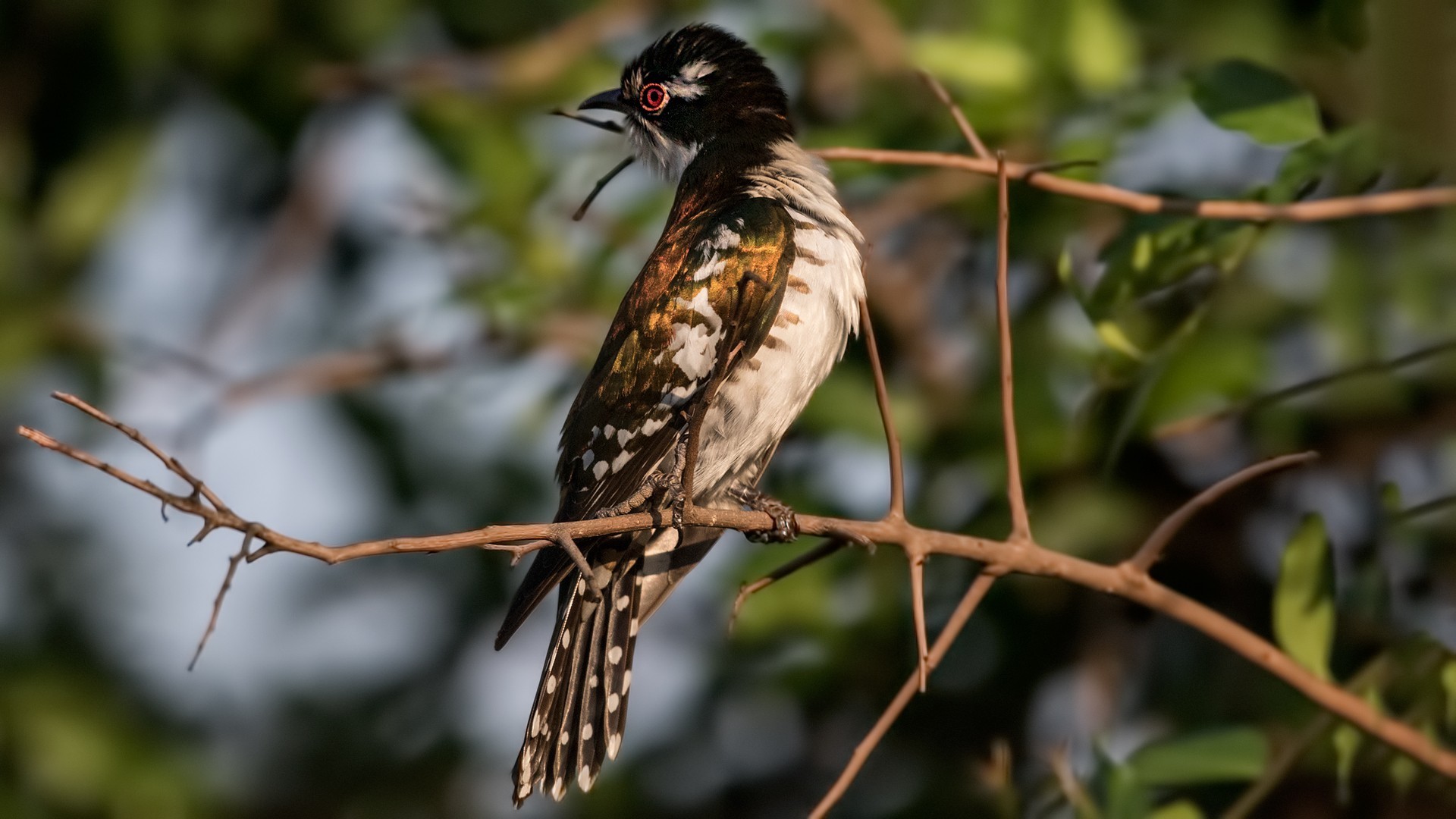 Diederik Cuckoo — Ana fotoğraf