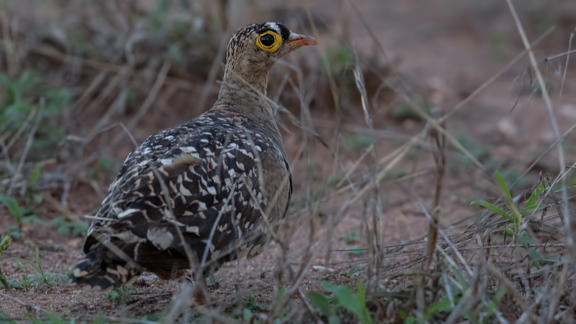 Double-banded Sandgrouse
