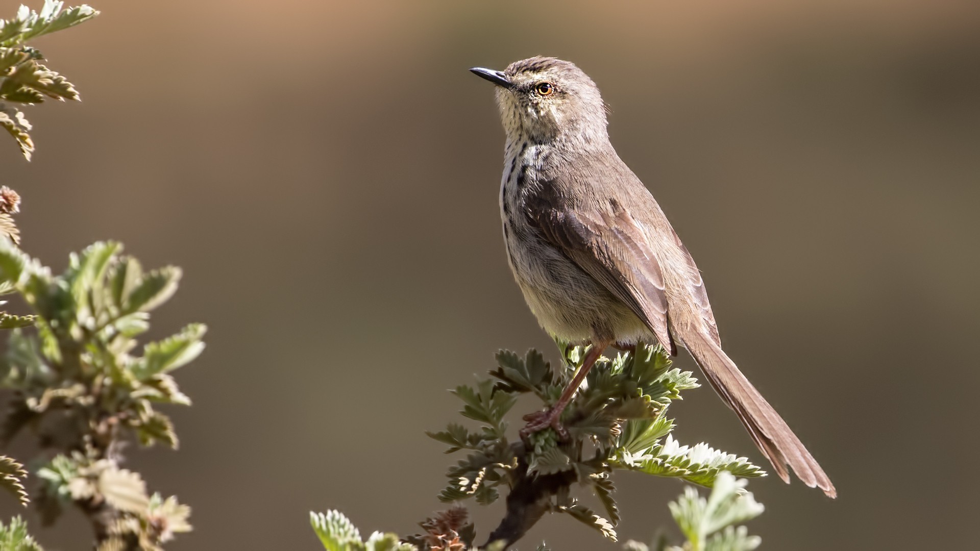 Drakensberg Prinia — Ana fotoğraf