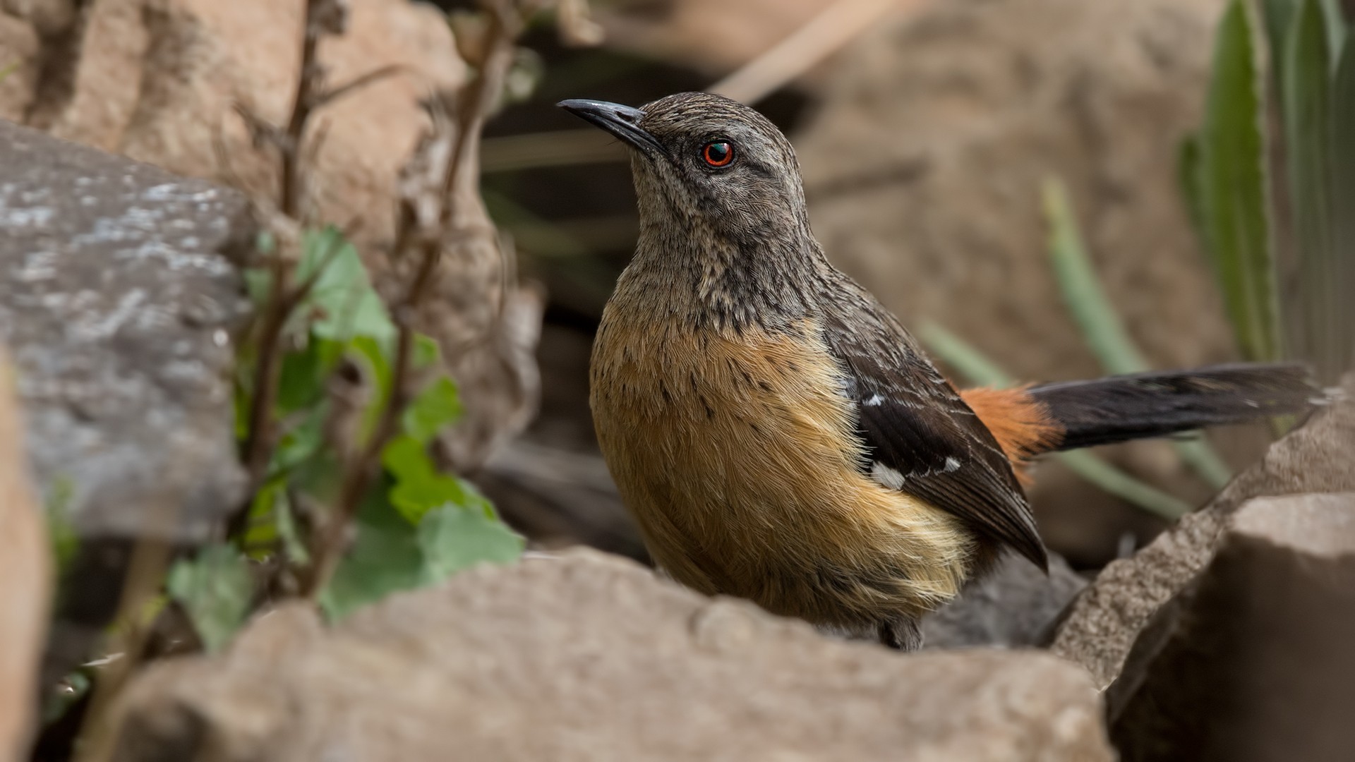 Drakensberg Rockjumper — Ana fotoğraf