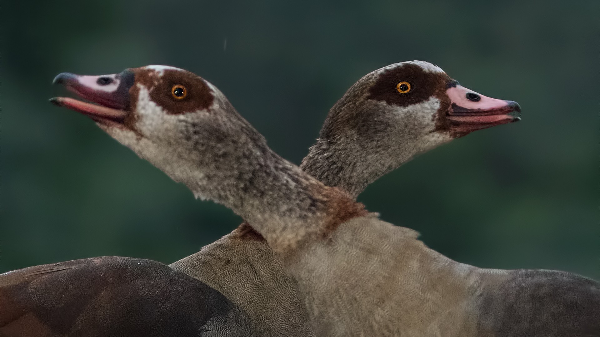 Egyptian Goose