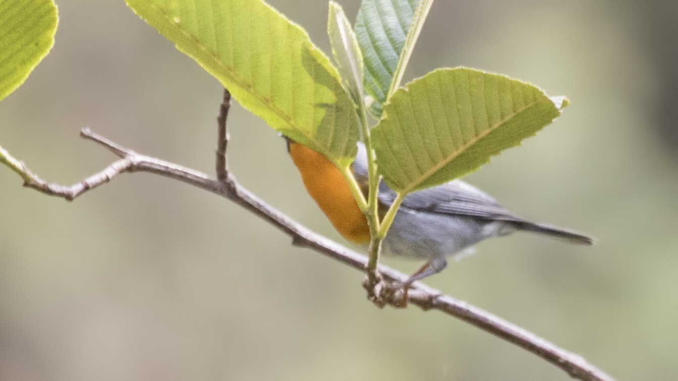 Flame-throated Warbler