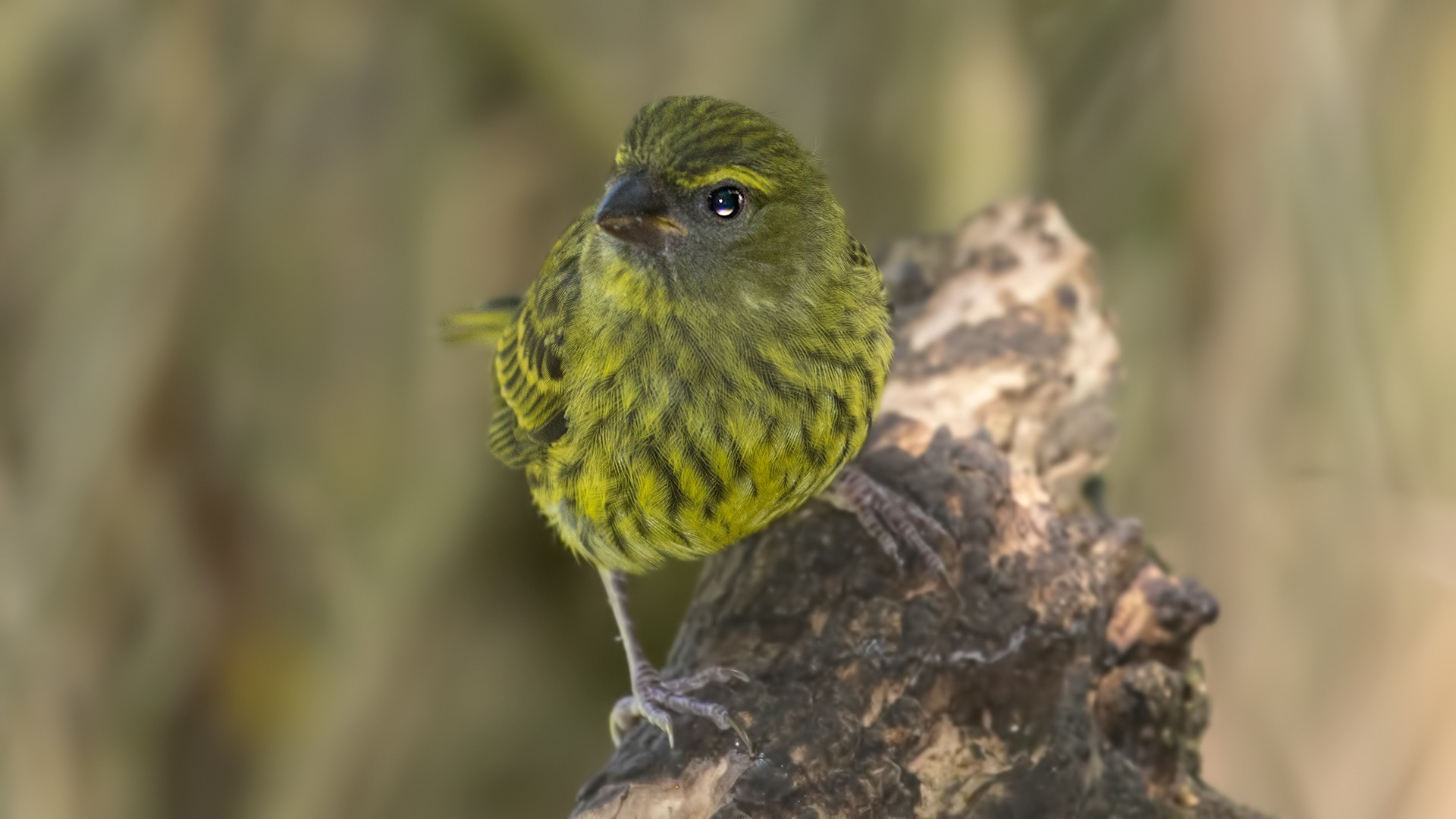 Forest Canary — Ana fotoğraf
