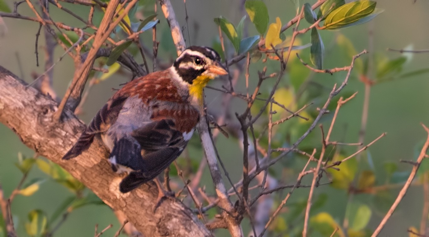 Golden-breasted Bunting