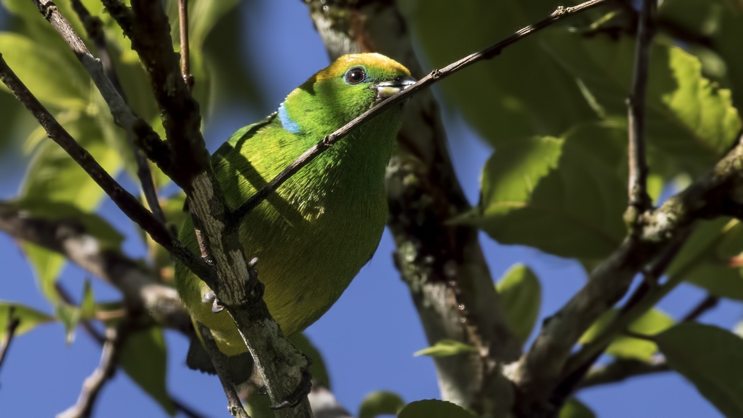 Golden-browed Chlorophonia — Ana fotoğraf