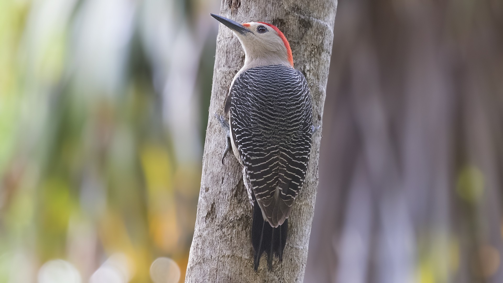Golden-fronted Woodpecker