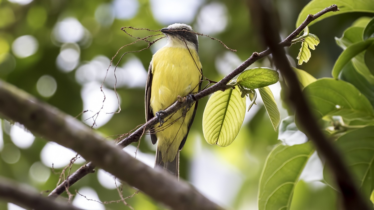 Gray-capped Flycatcher — Ana fotoğraf