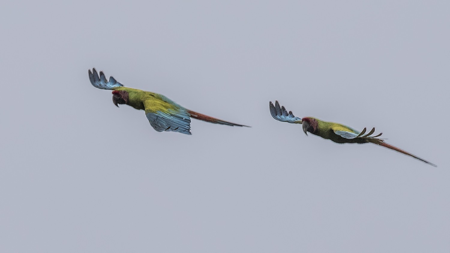 Great Green Macaw — Ana fotoğraf