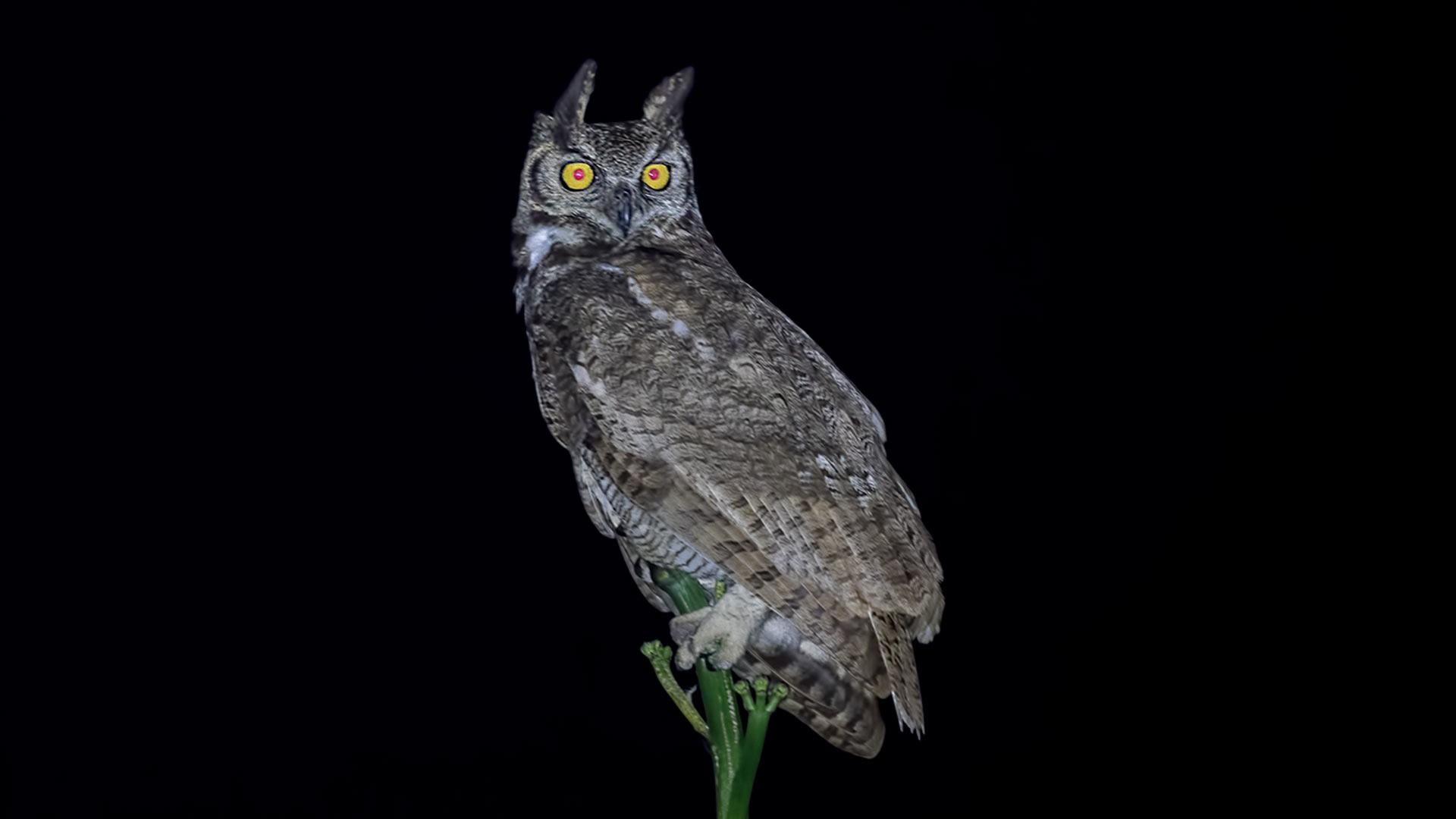 Great Horned Owl — Ana fotoğraf