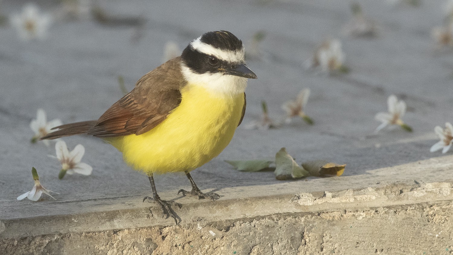 Great Kiskadee