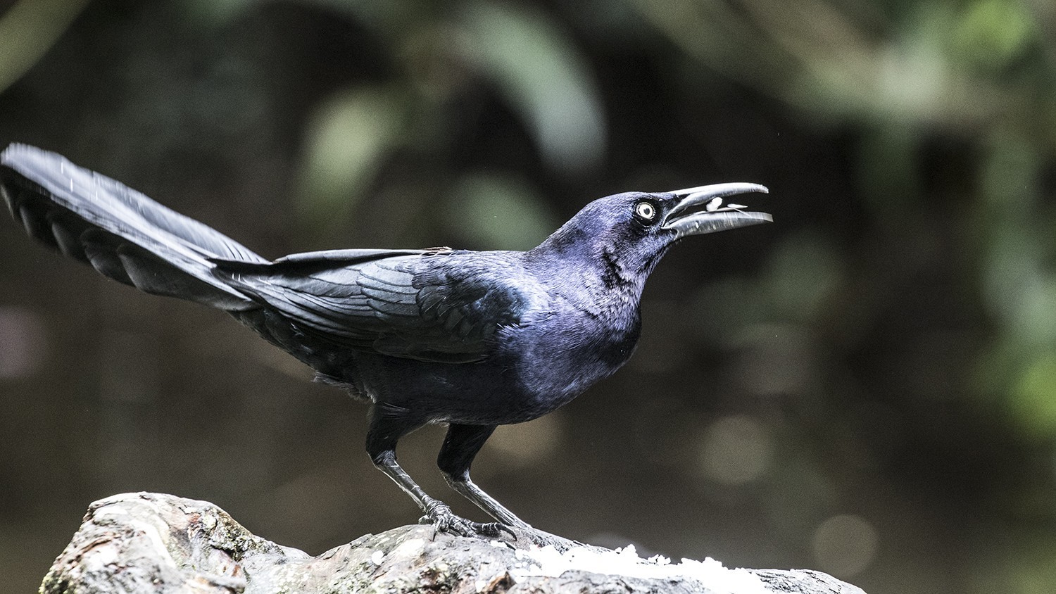 Great-tailed Grackle