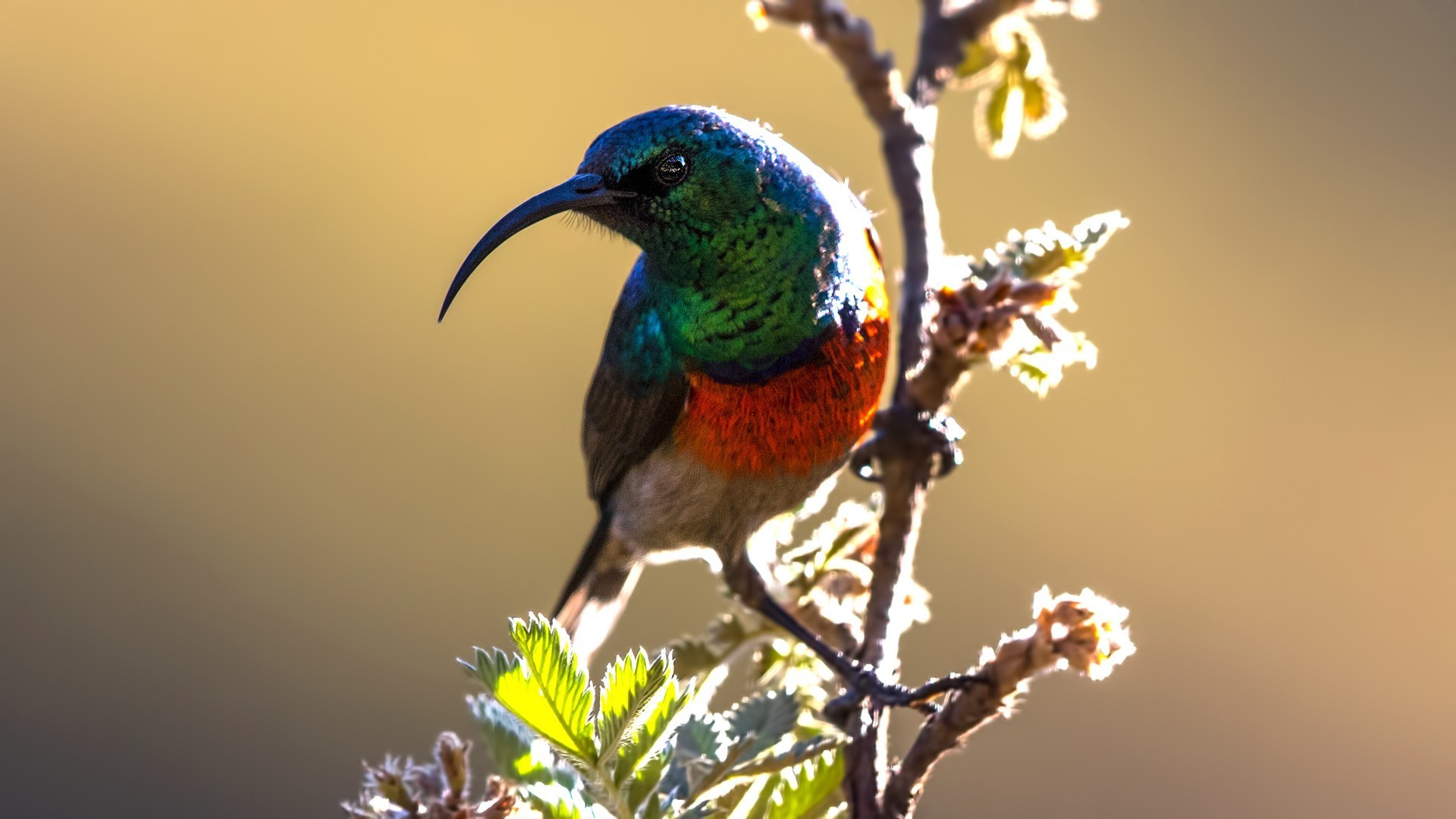 Greater Double-collared Sunbird — Ana fotoğraf