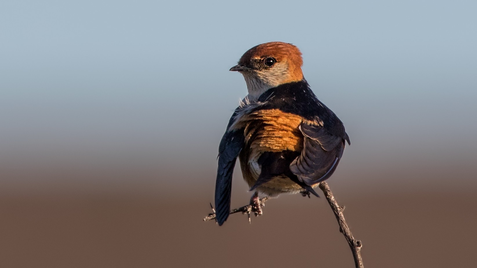 Greater Striped Swallow — Ana fotoğraf