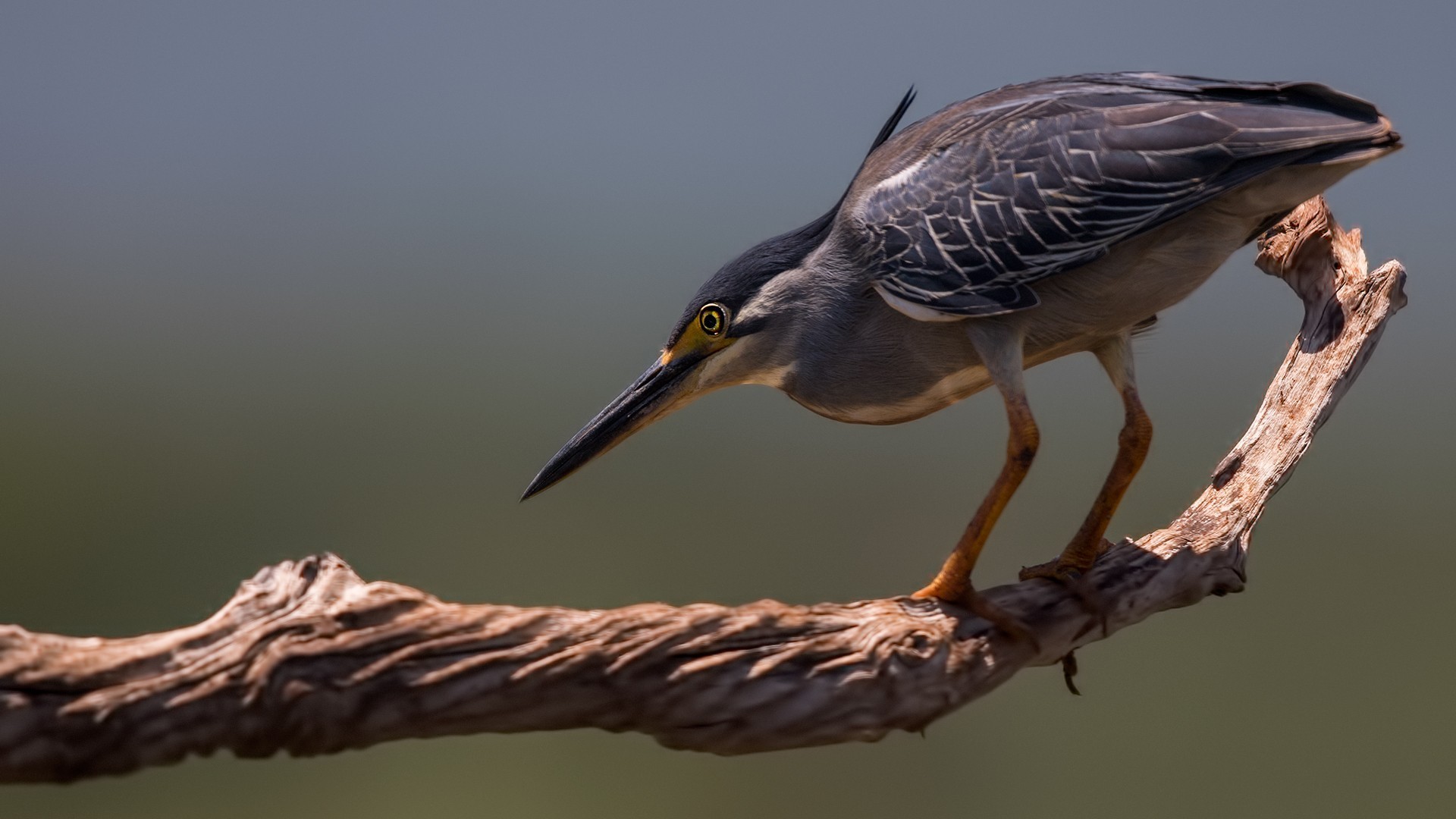 Green-backed Heron — Ana fotoğraf