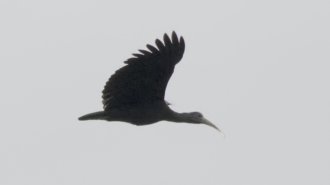 Green Ibis — Ana fotoğraf