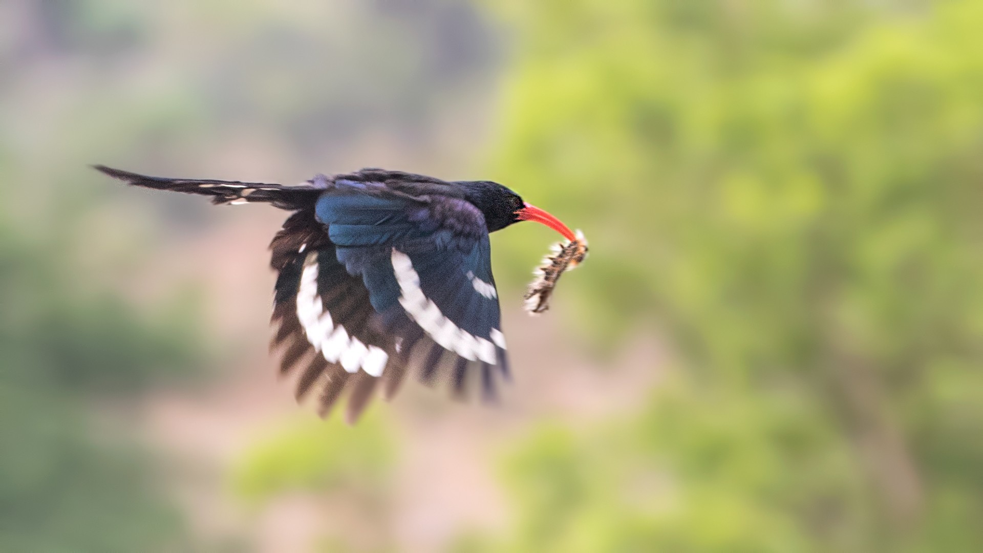 Green Woodhoopoe