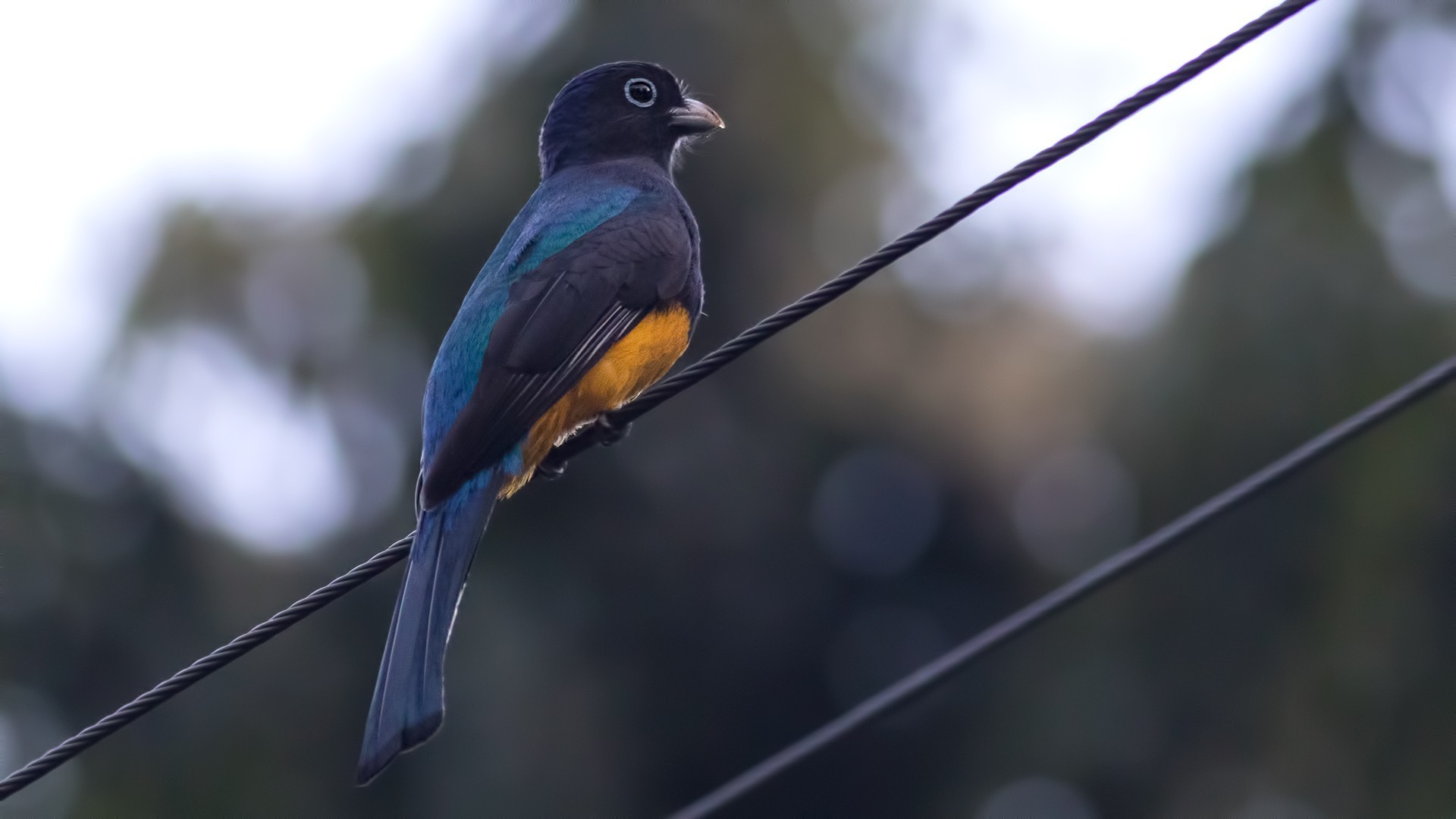Green-backed Trogon — Ana fotoğraf
