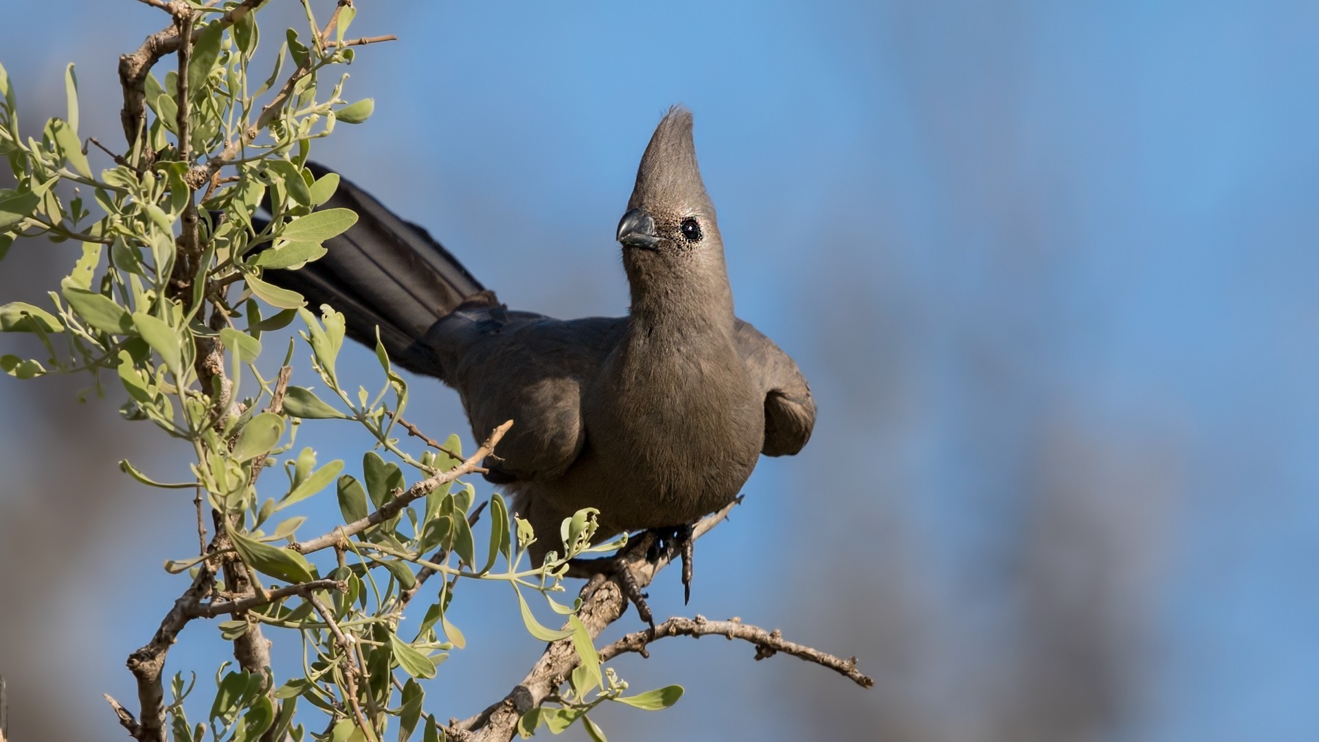 Grey Go-away-bird