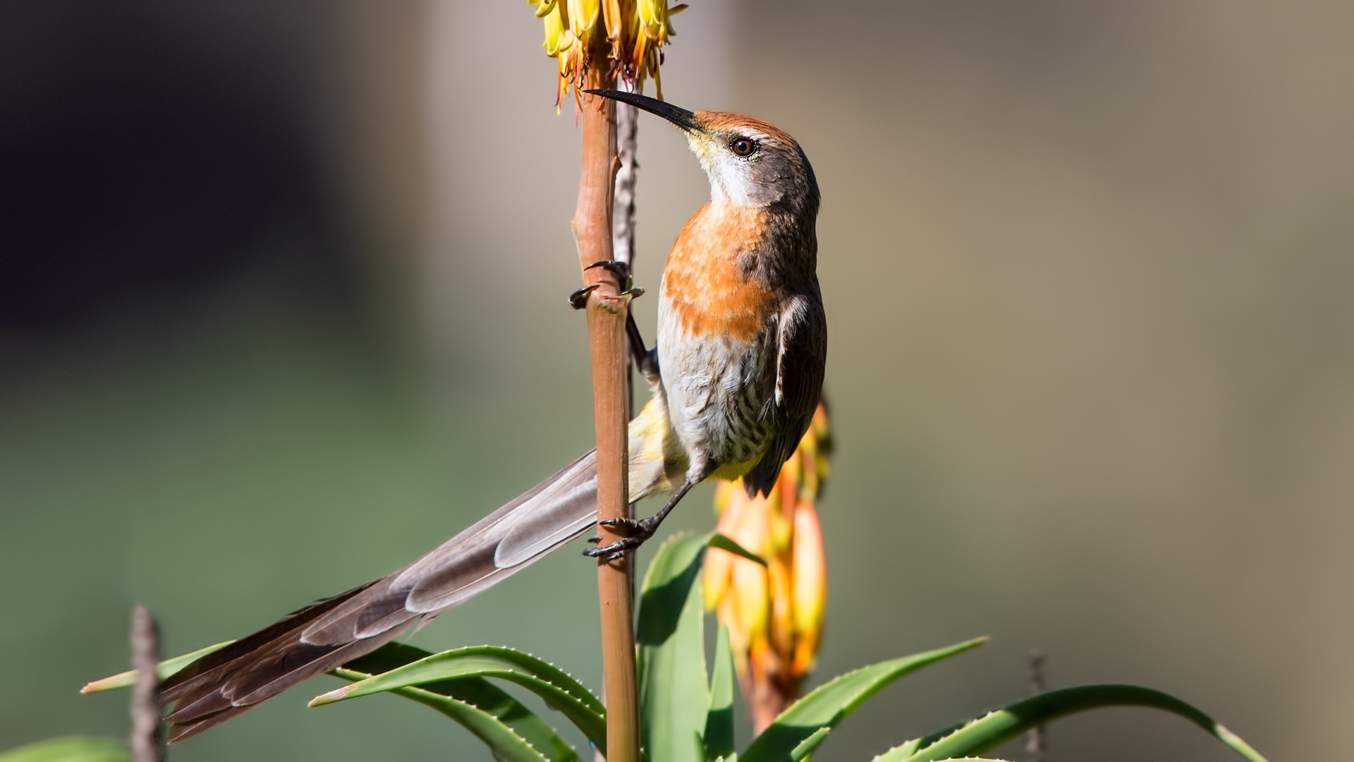 Gurney's Sugarbird