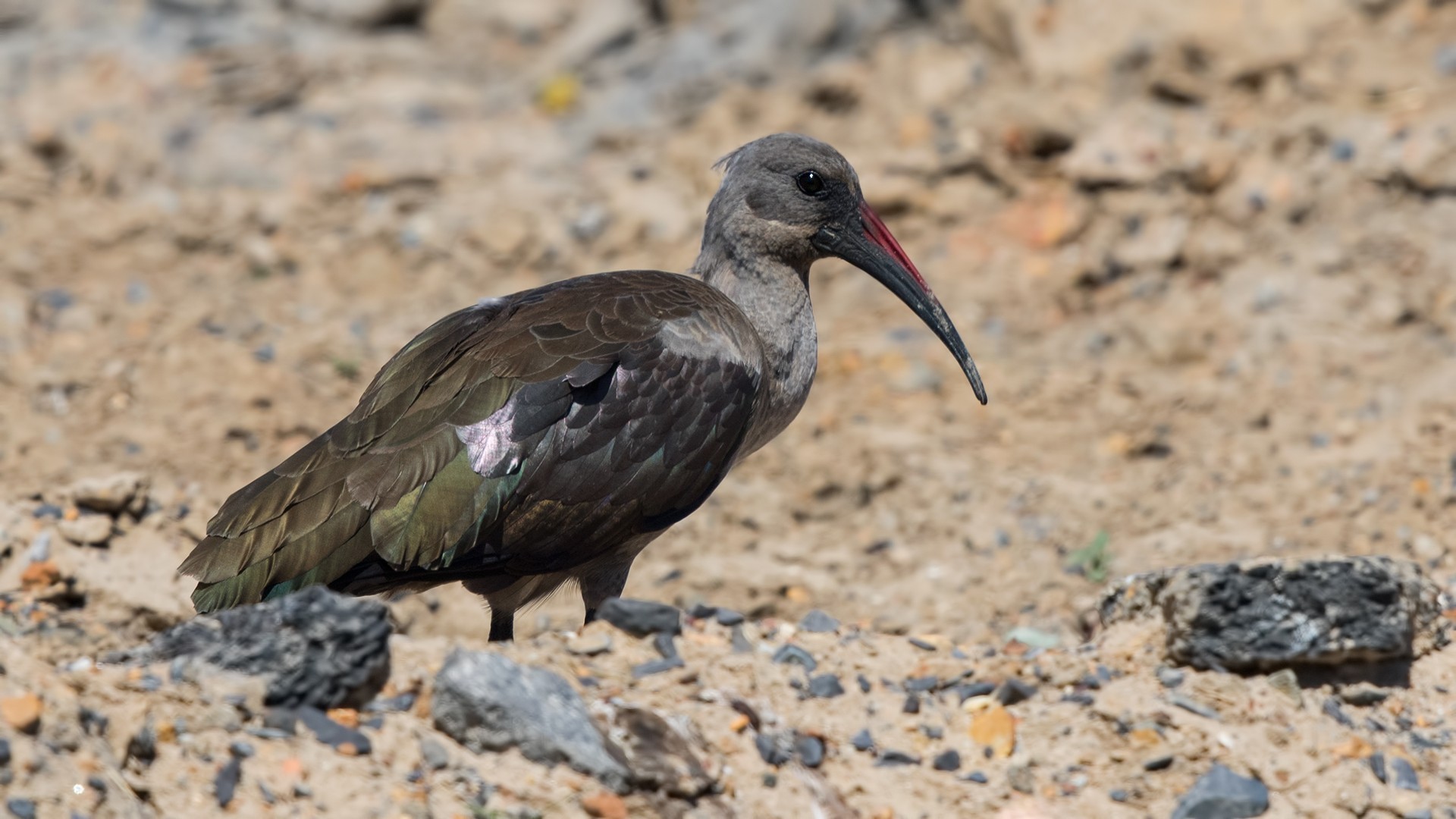 Hadada Ibis — Ana fotoğraf