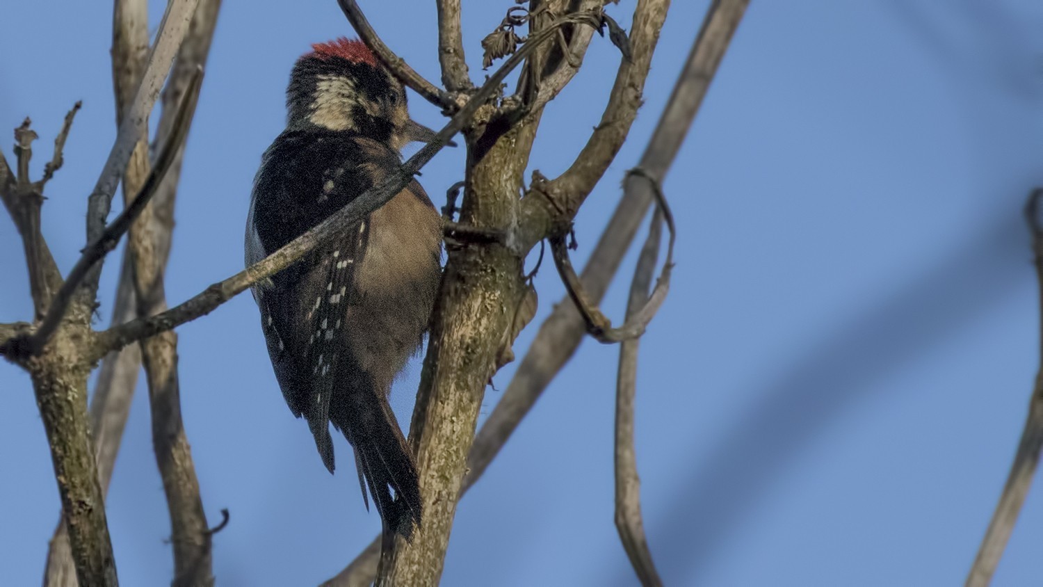 Hairy Woodpecker — Ana fotoğraf