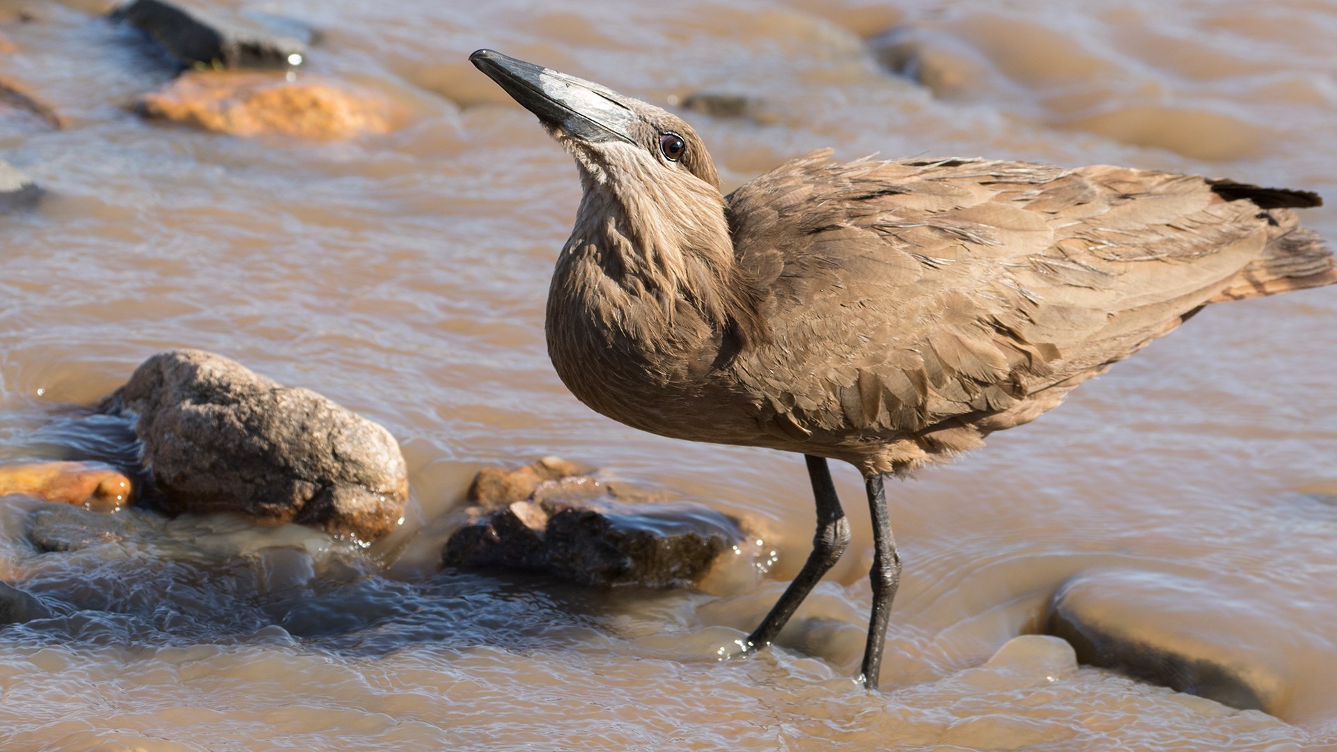 Hamerkop — Ana fotoğraf