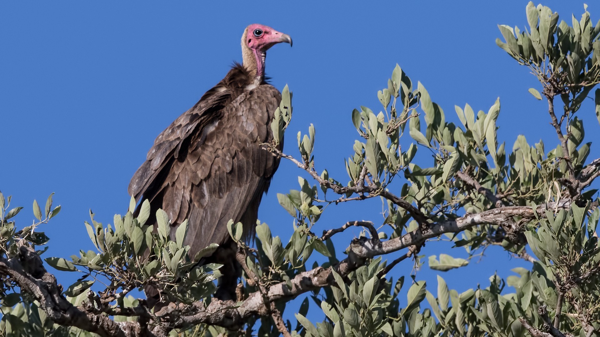 Hooded Vulture — Ana fotoğraf
