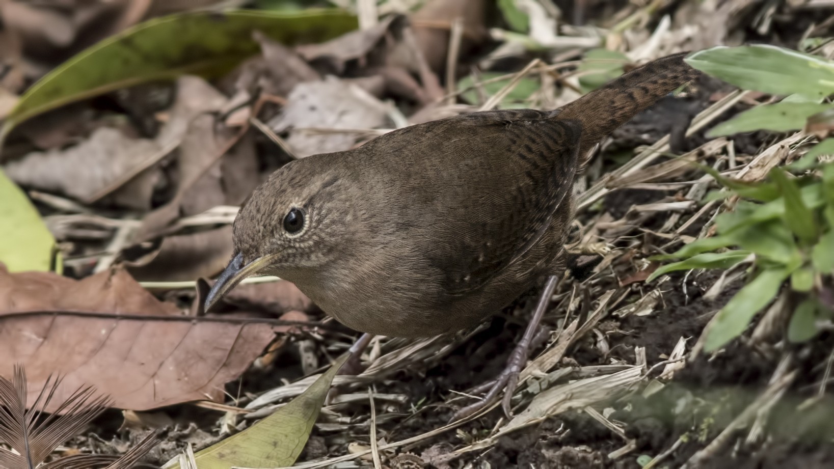 House Wren — Ana fotoğraf