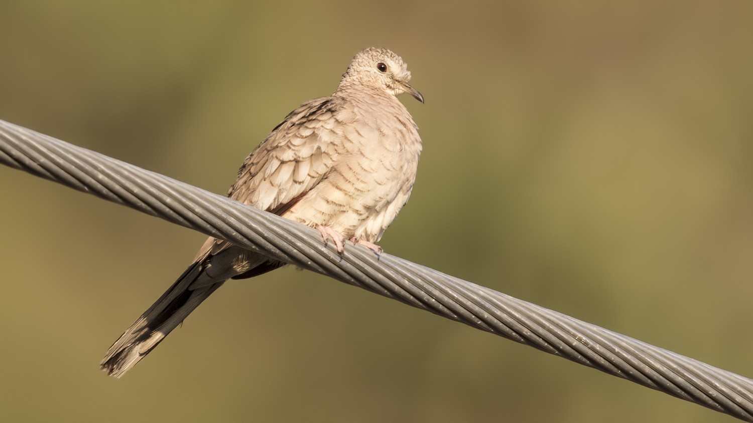 Inca Dove