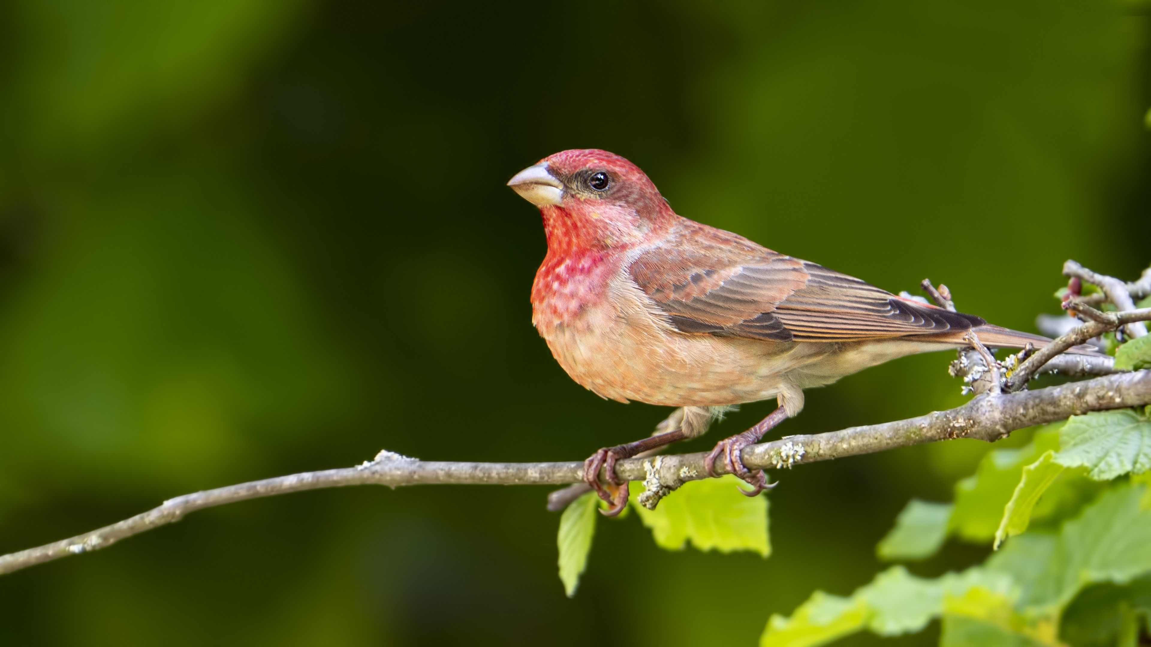 Common Rosefinch