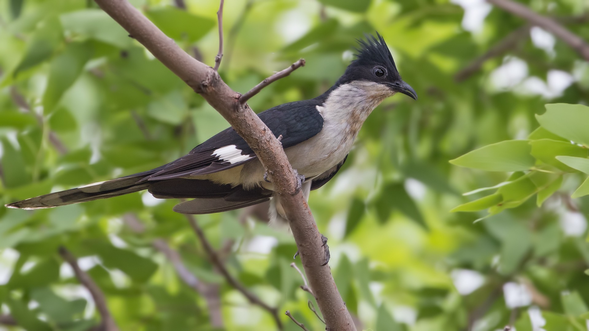 Jacobin Cuckoo — Ana fotoğraf