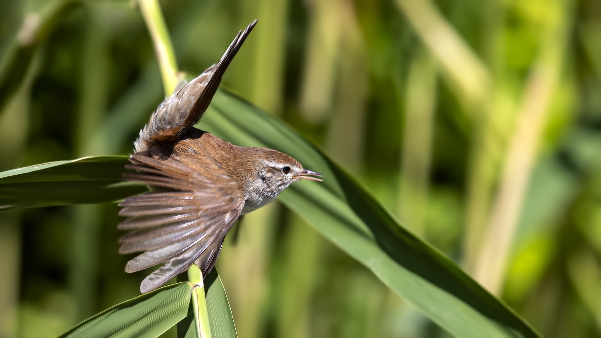 Cetti's Warbler