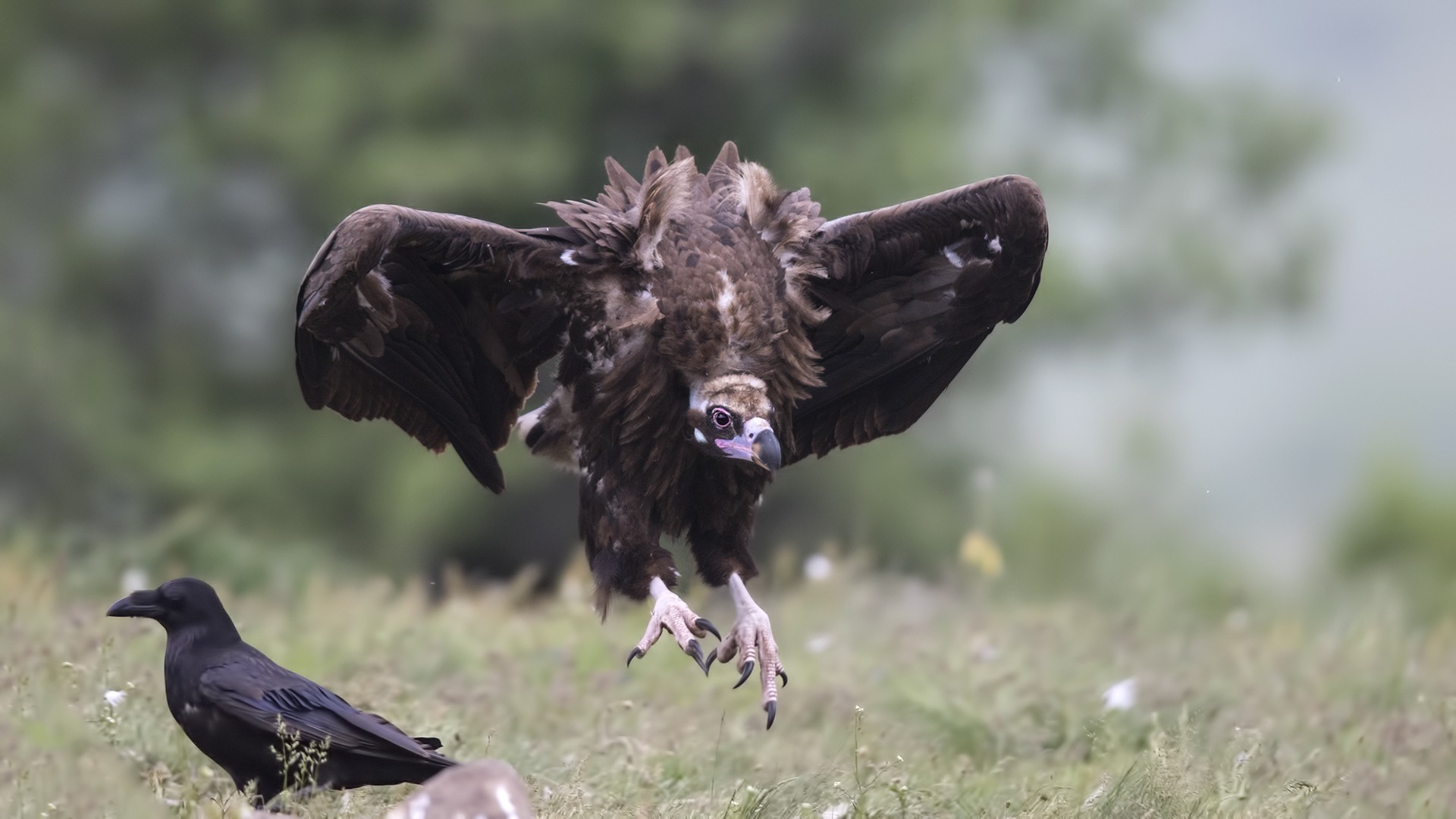 Cinereous Vulture