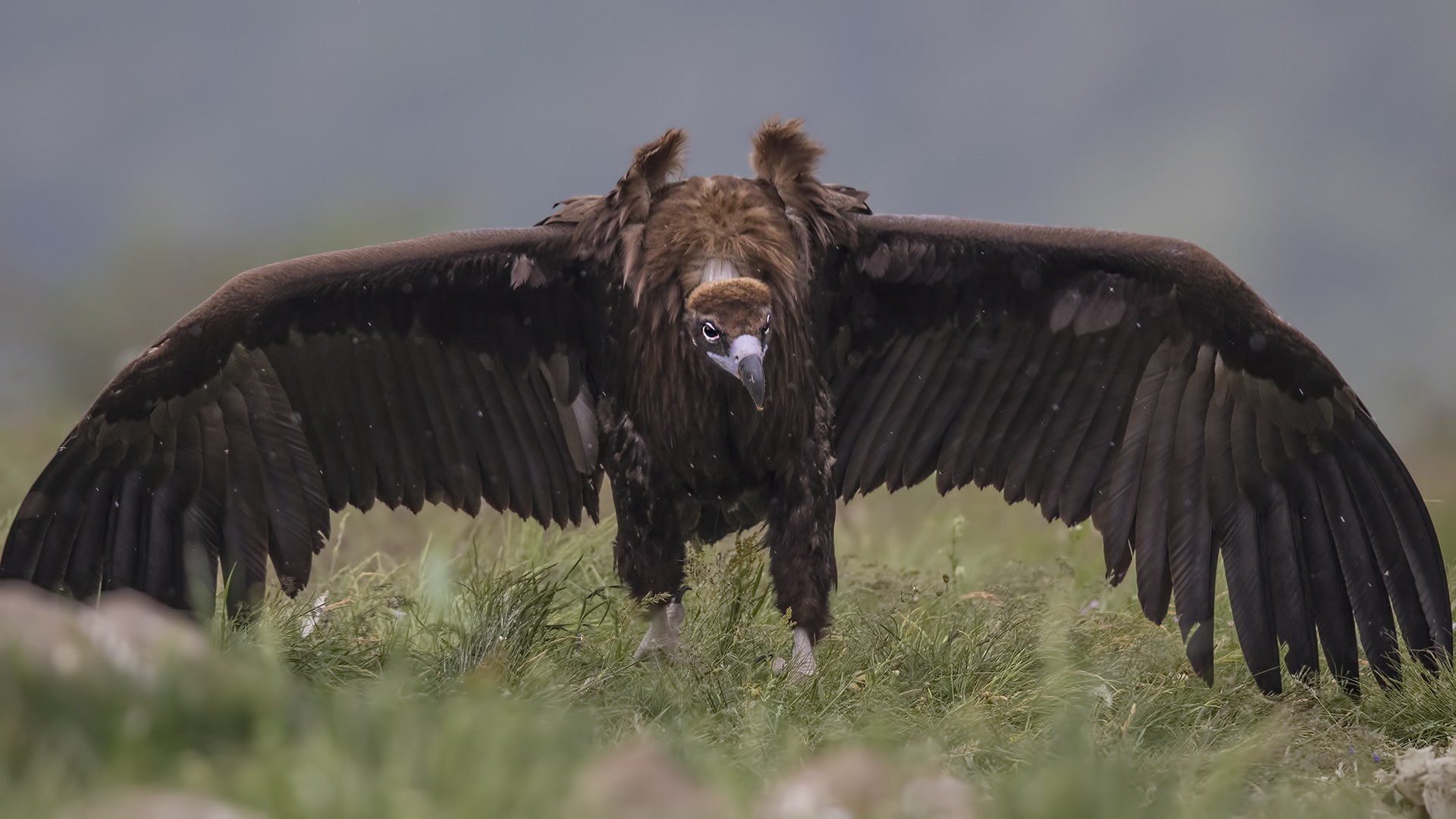 Cinereous Vulture