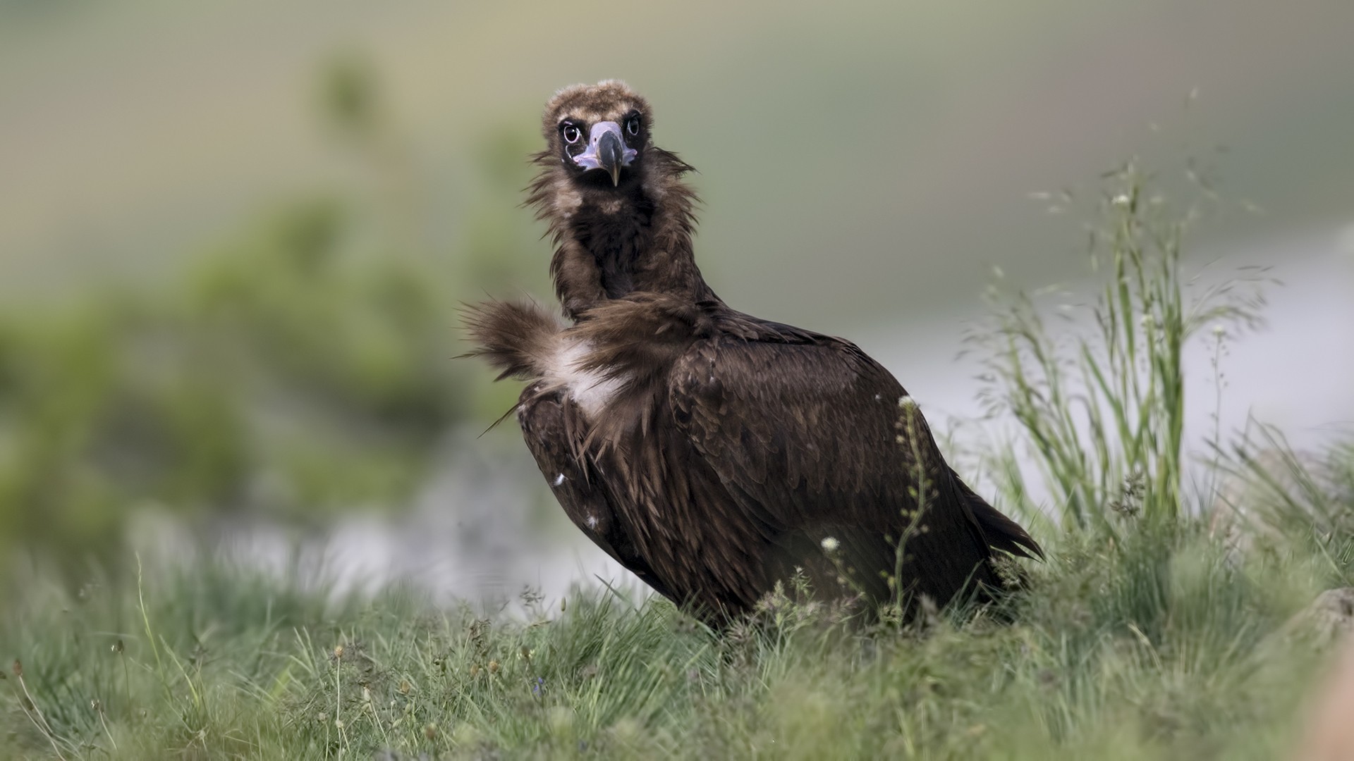 Cinereous Vulture