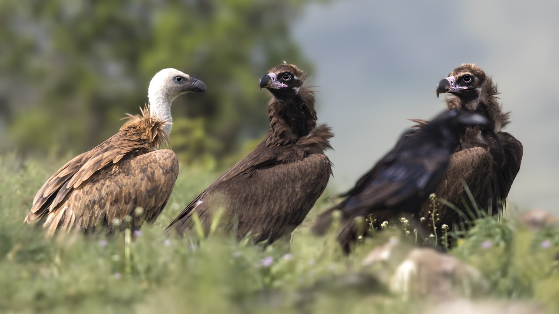 Cinereous Vulture