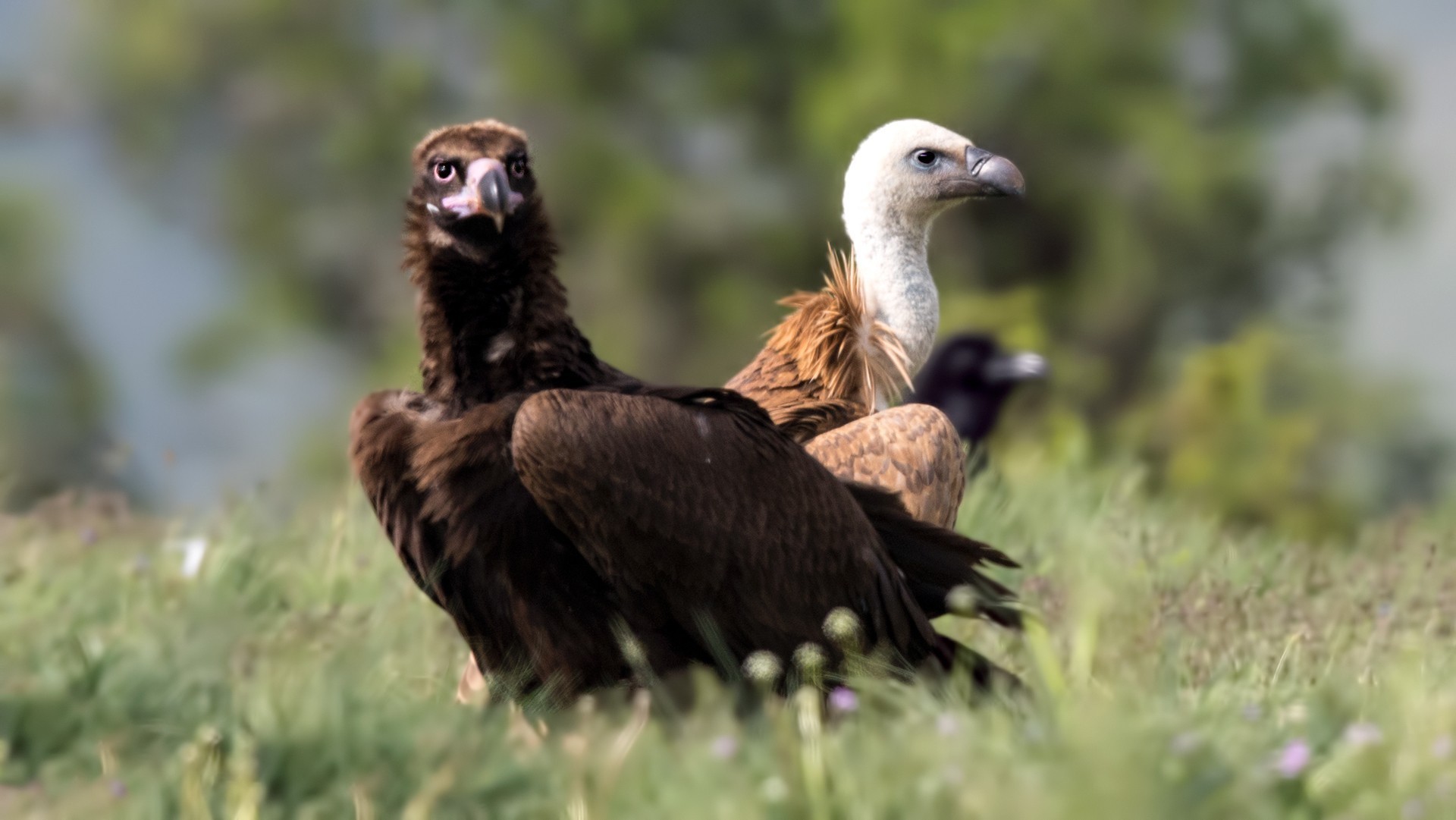 Cinereous Vulture