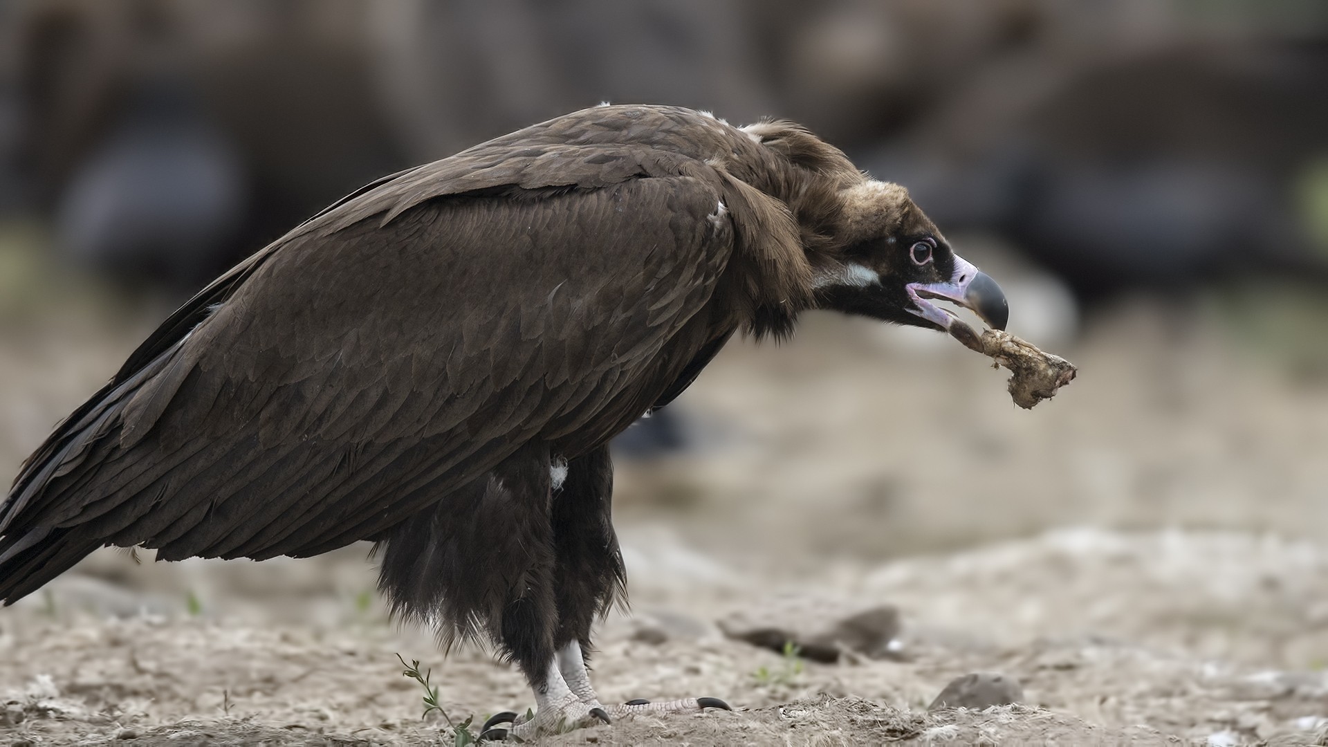 Cinereous Vulture