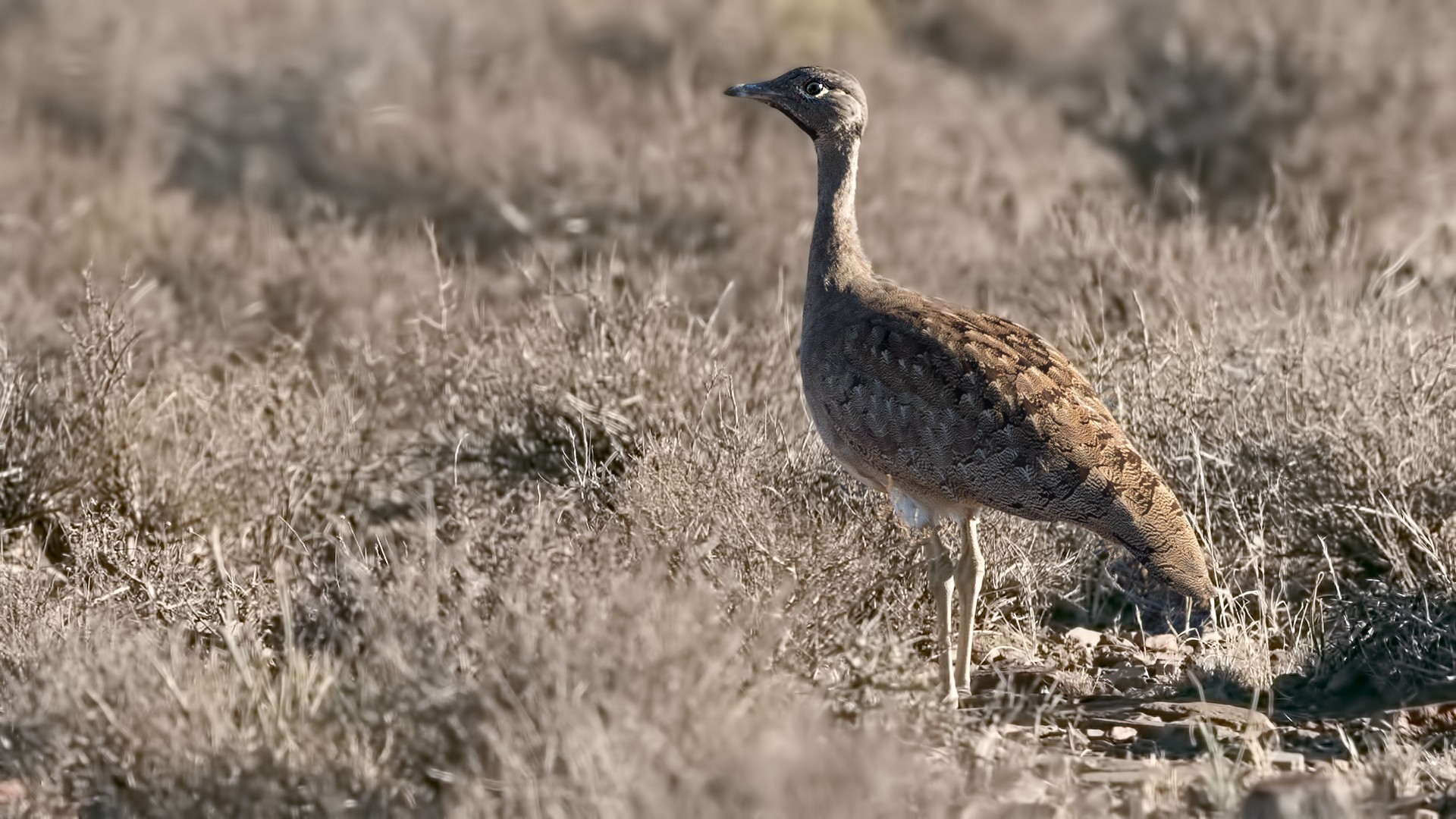 Karoo Bustard — Ana fotoğraf