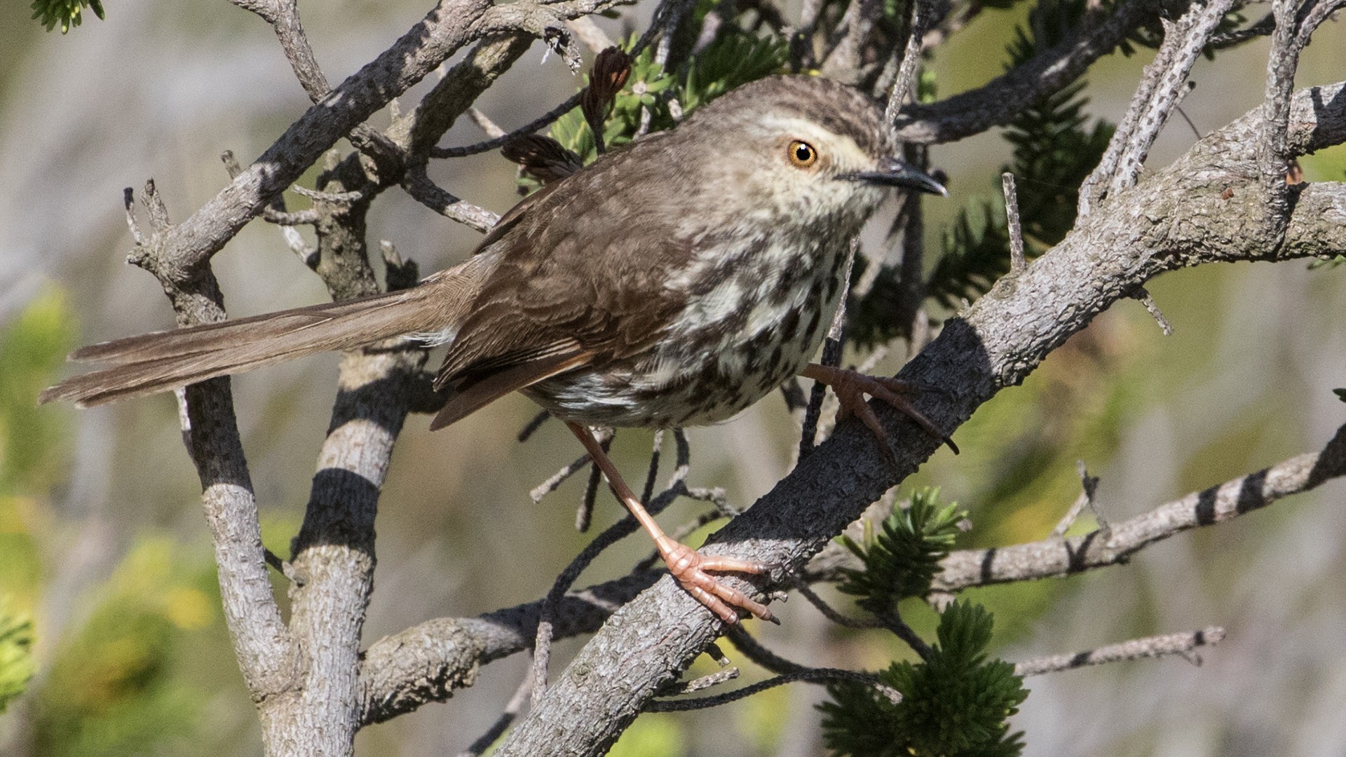 Karoo Prinia — Ana fotoğraf